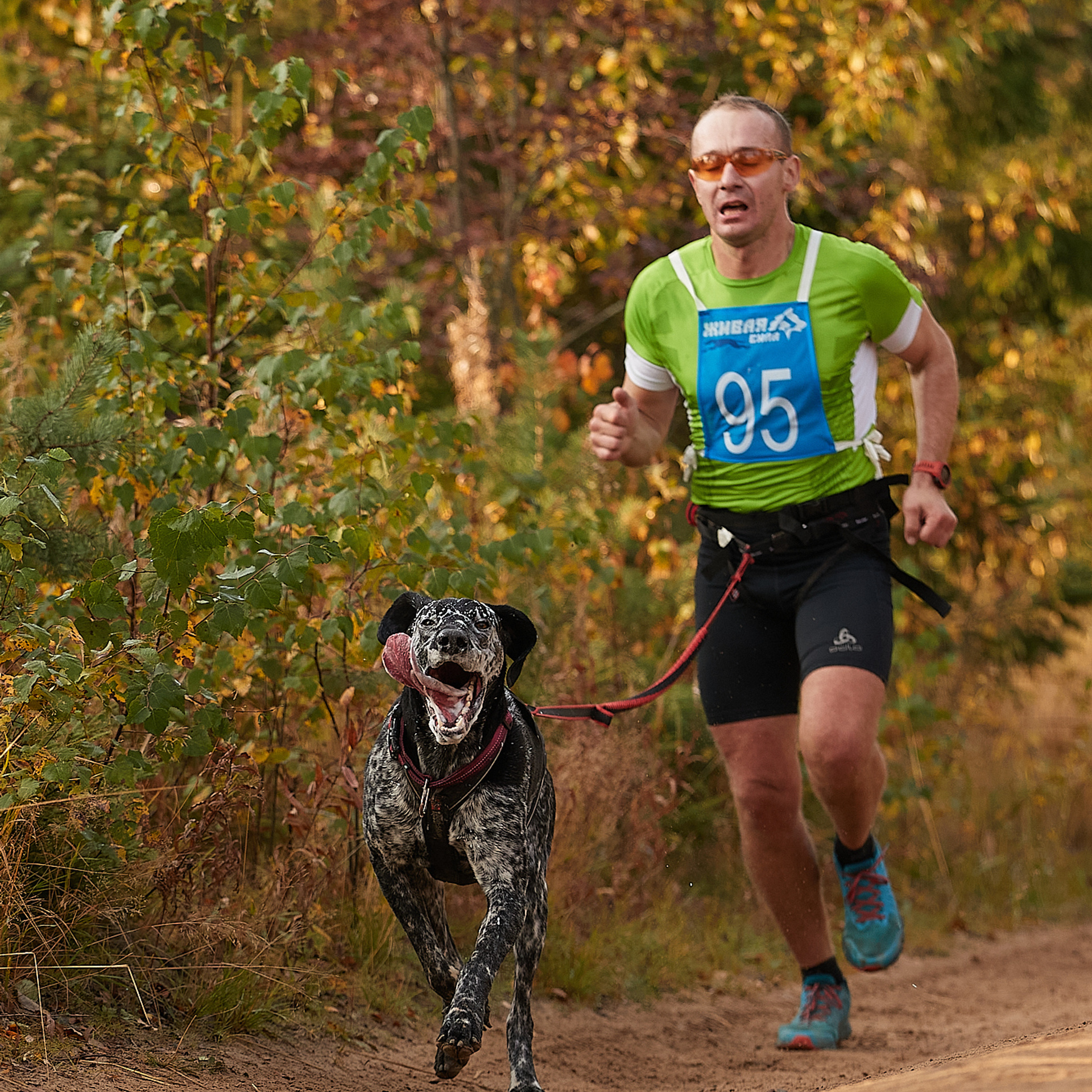 ЧЕМПИОНАТ РОССИИ РКФ 27 сентября 2020 г., 2й день. ФОТОГРАФ-АНИМАЛИСТ l LANA POLYAKOVA
