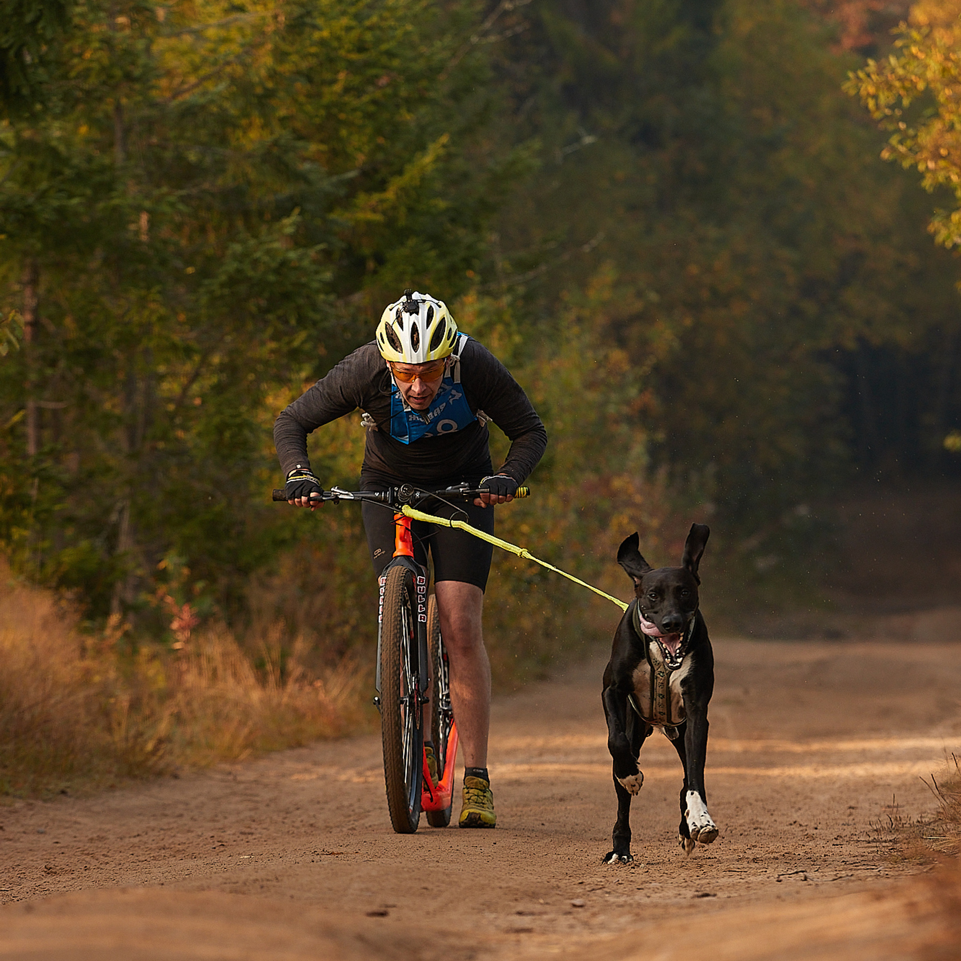 ЧЕМПИОНАТ РОССИИ РКФ 27 сентября 2020 г., 2й день. ФОТОГРАФ-АНИМАЛИСТ l LANA POLYAKOVA