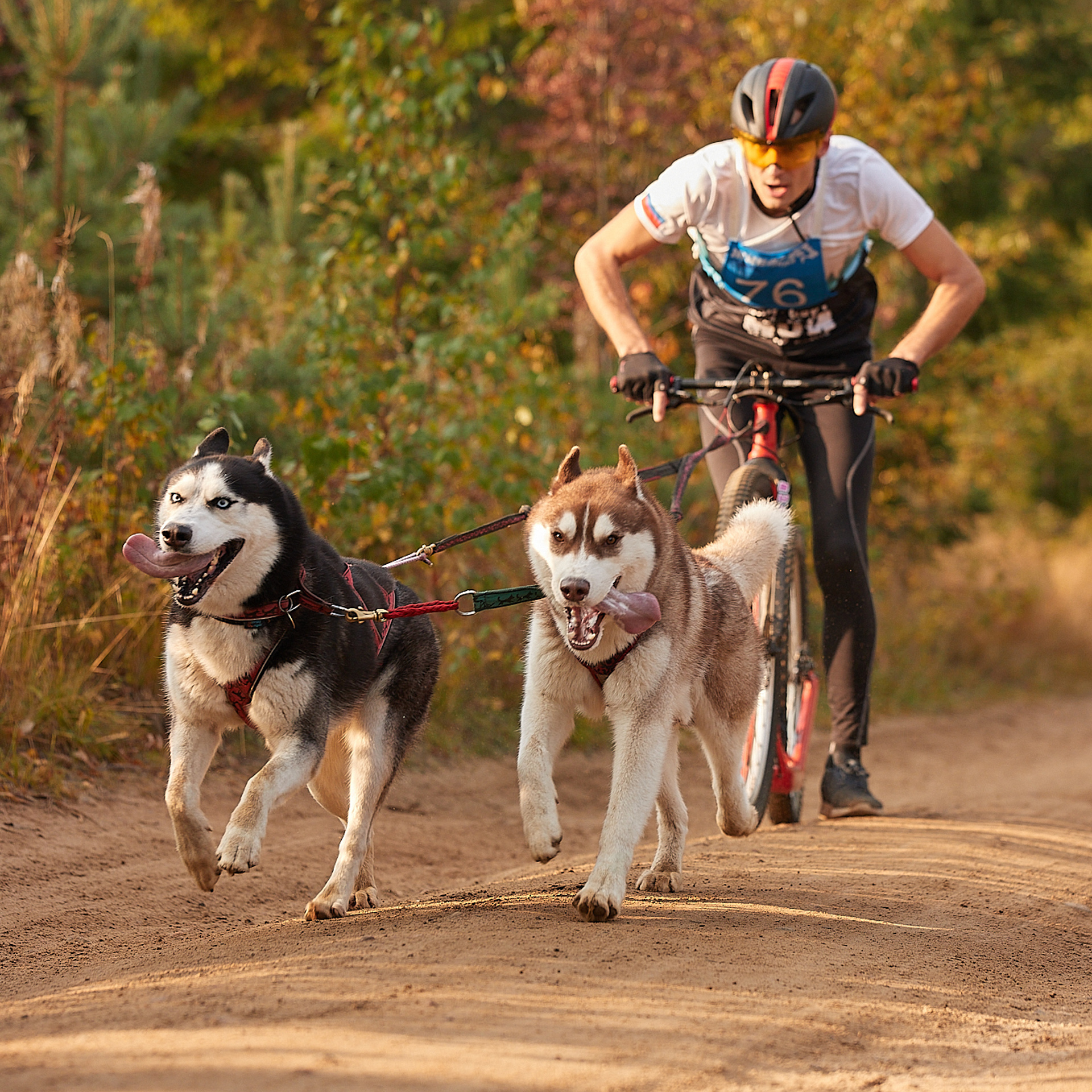 ЧЕМПИОНАТ РОССИИ РКФ 27 сентября 2020 г., 2й день. ФОТОГРАФ-АНИМАЛИСТ l LANA POLYAKOVA
