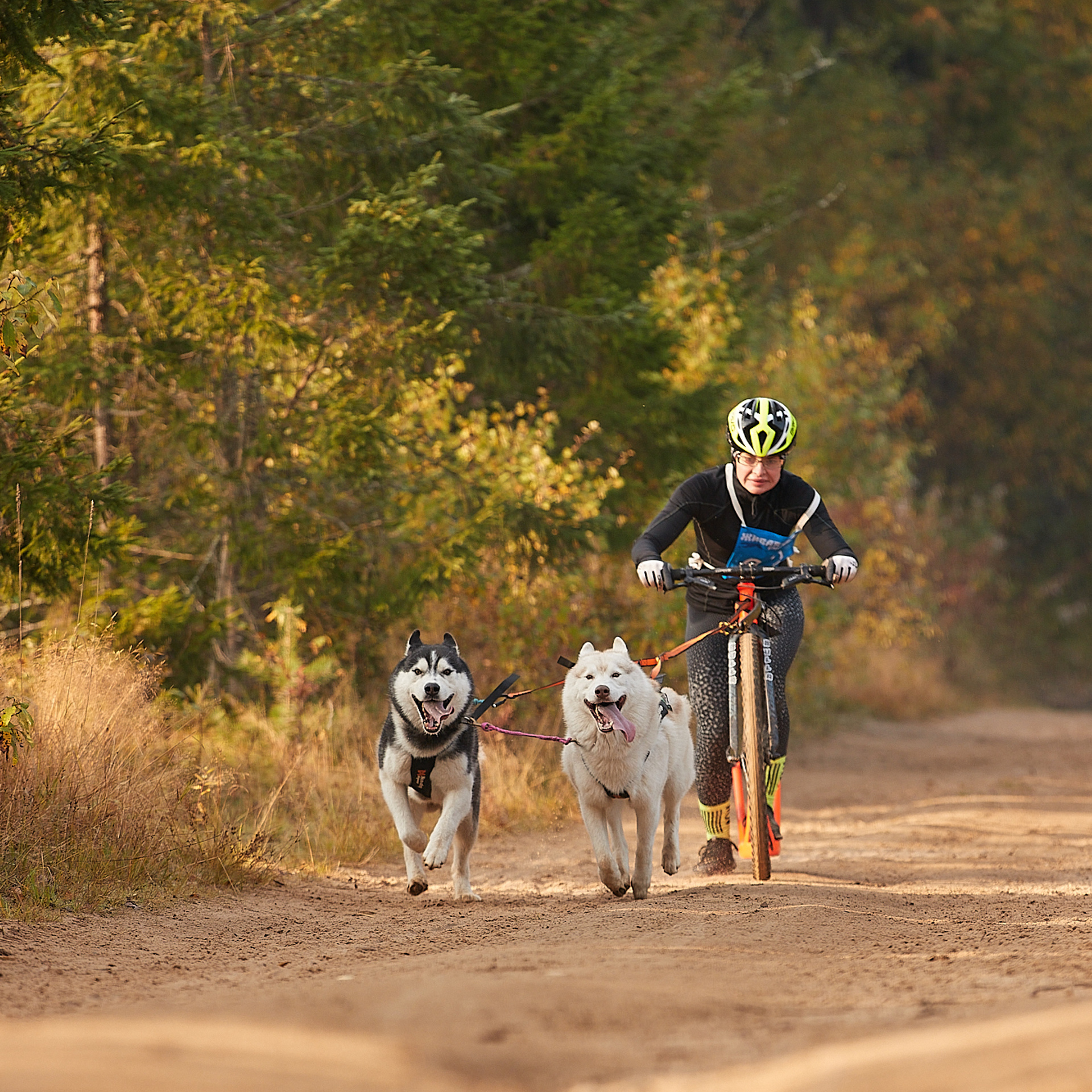 ЧЕМПИОНАТ РОССИИ РКФ 27 сентября 2020 г., 2й день. ФОТОГРАФ-АНИМАЛИСТ l LANA POLYAKOVA