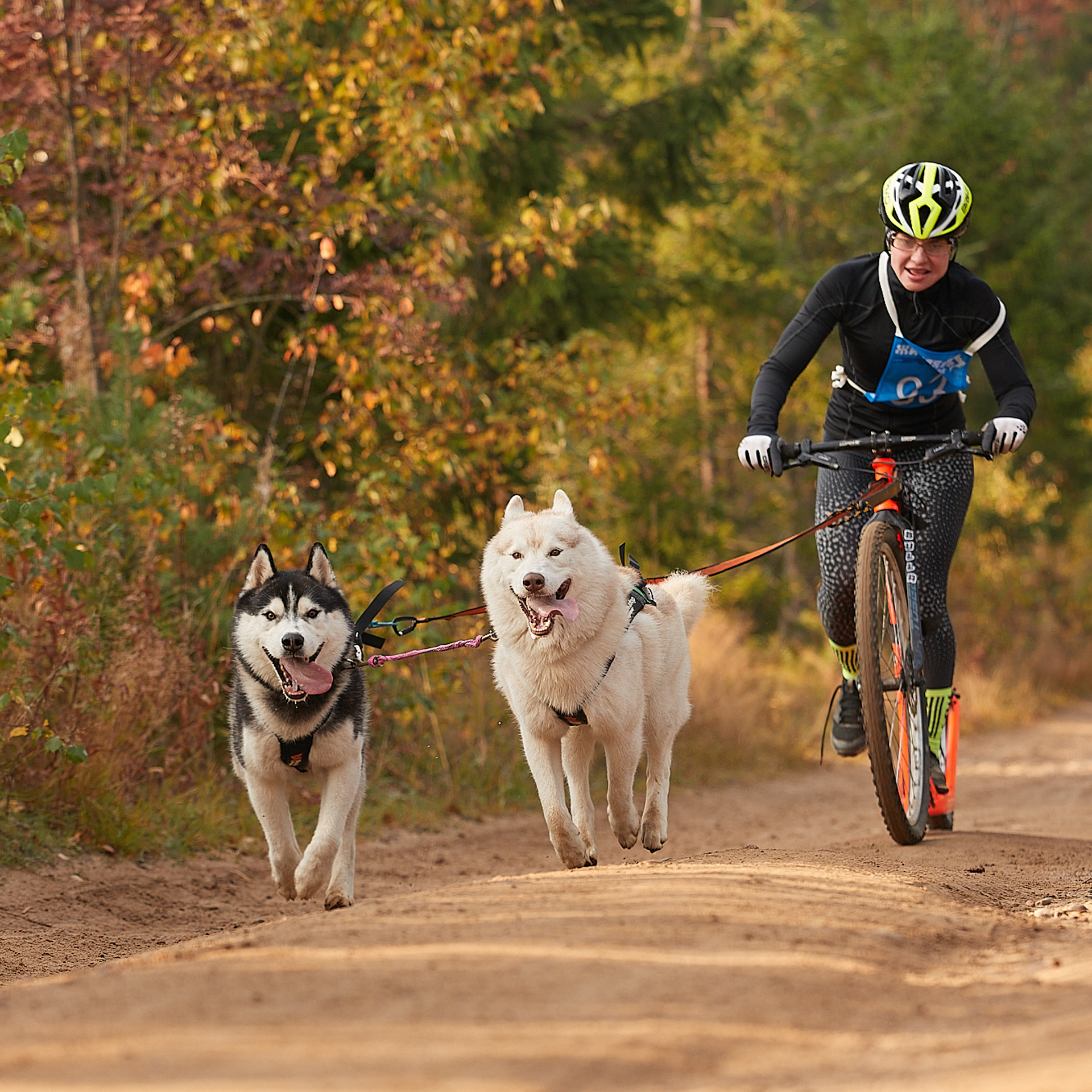 ЧЕМПИОНАТ РОССИИ РКФ 27 сентября 2020 г., 2й день. ФОТОГРАФ-АНИМАЛИСТ l LANA POLYAKOVA