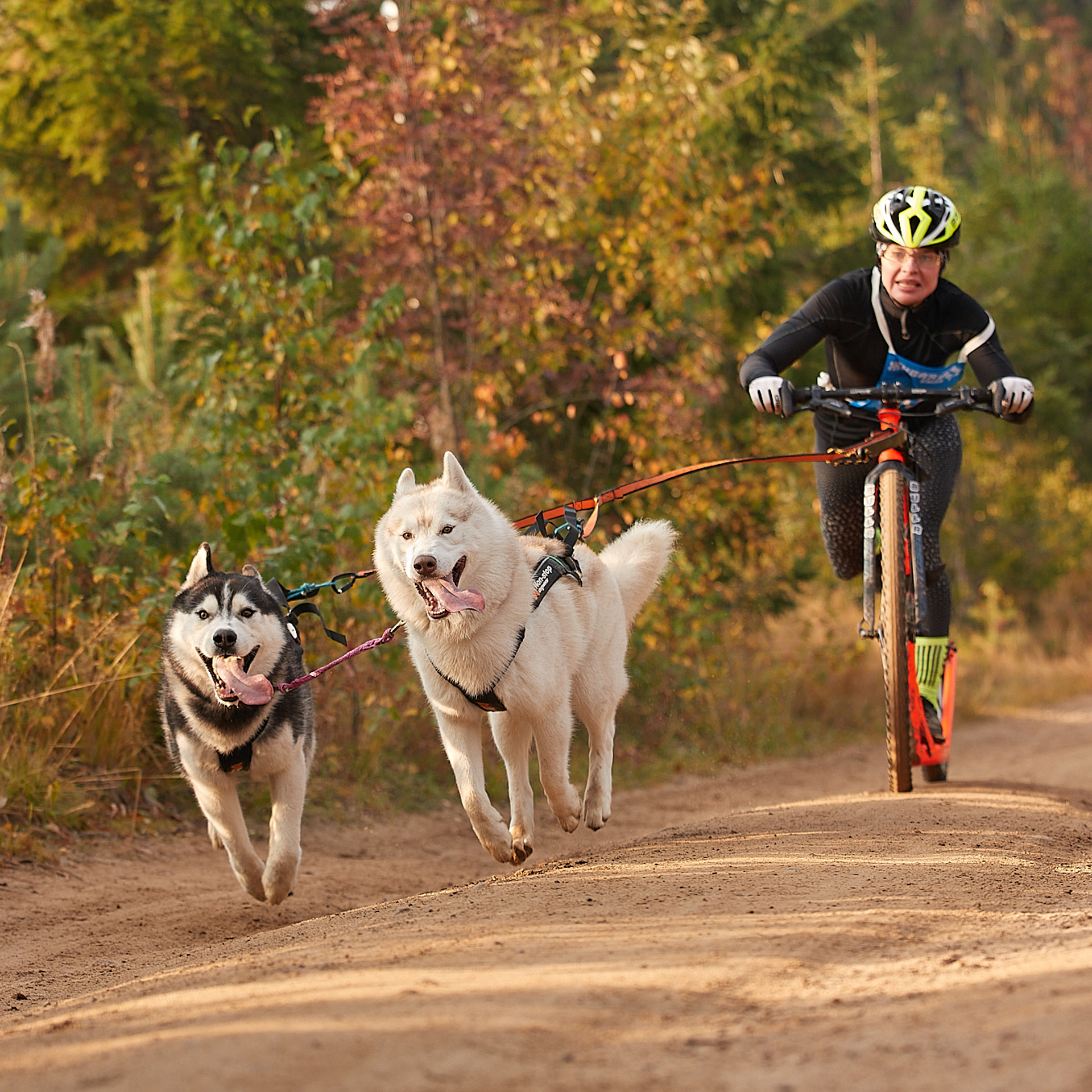 ЧЕМПИОНАТ РОССИИ РКФ 27 сентября 2020 г., 2й день. ФОТОГРАФ-АНИМАЛИСТ l LANA POLYAKOVA