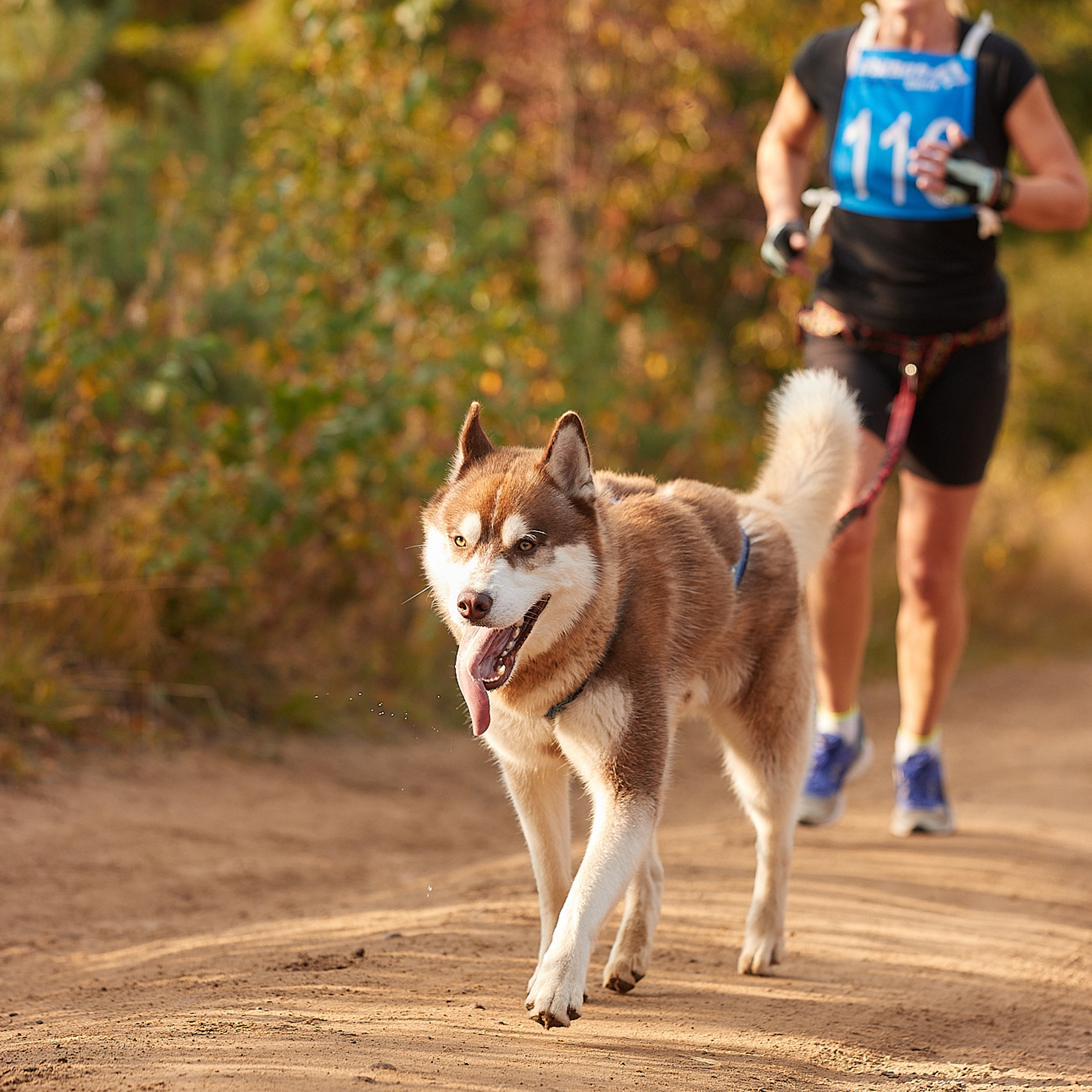 ЧЕМПИОНАТ РОССИИ РКФ 27 сентября 2020 г., 2й день. ФОТОГРАФ-АНИМАЛИСТ l LANA POLYAKOVA