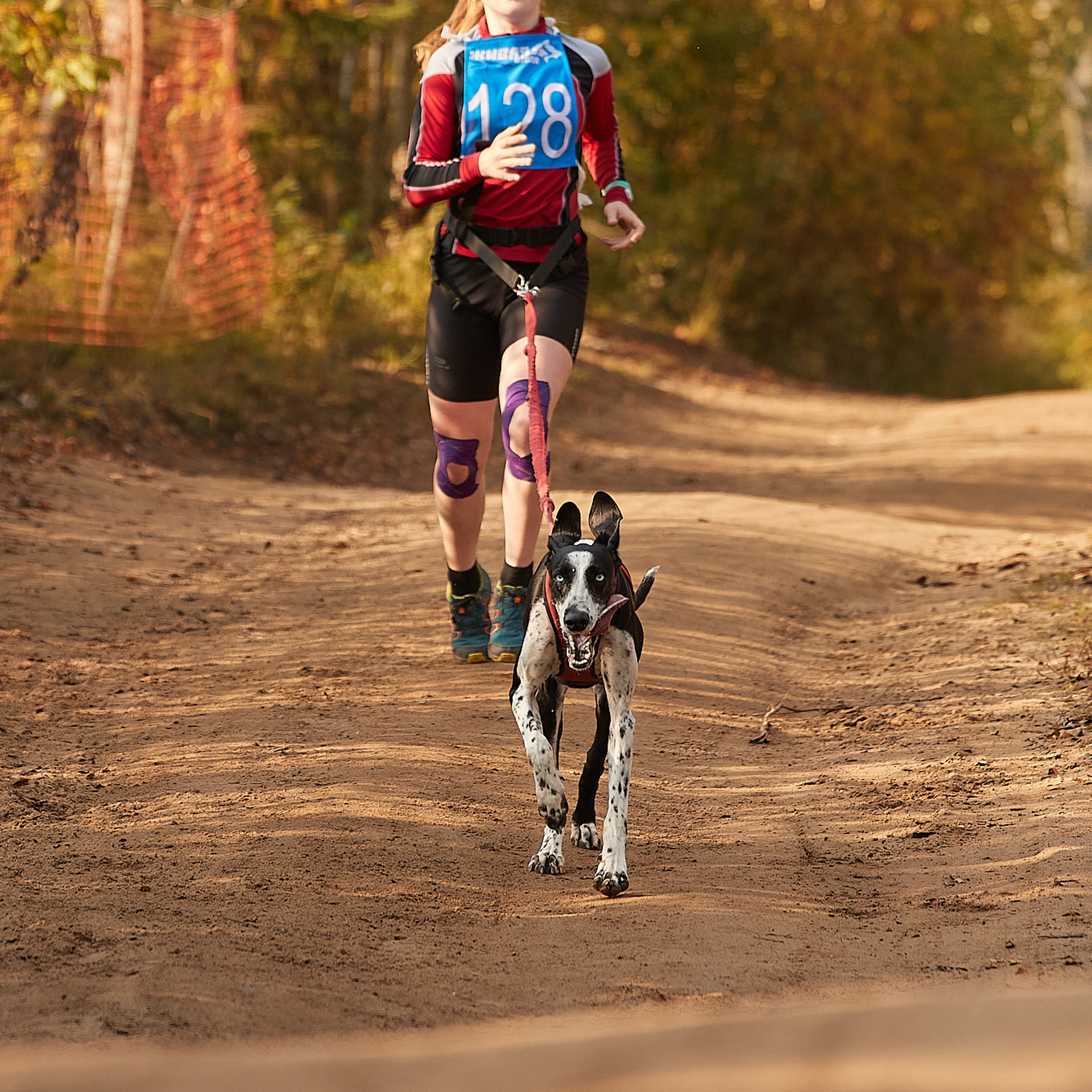 ЧЕМПИОНАТ РОССИИ РКФ 27 сентября 2020 г., 2й день. ФОТОГРАФ-АНИМАЛИСТ l LANA POLYAKOVA