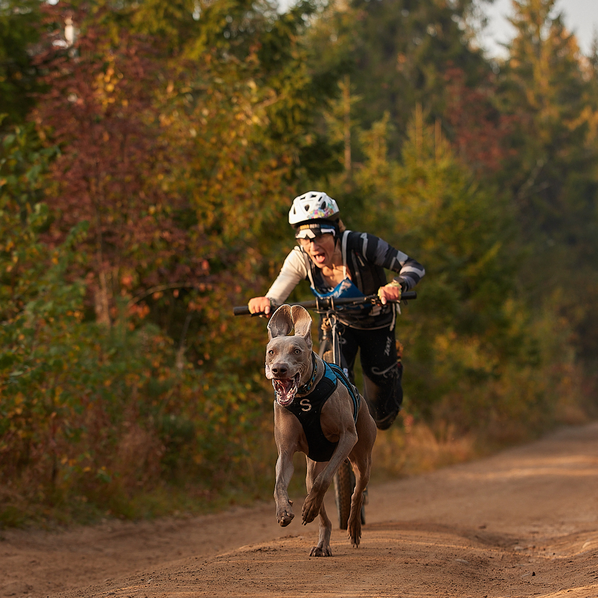 ЧЕМПИОНАТ РОССИИ РКФ 27 сентября 2020 г., 2й день. ФОТОГРАФ-АНИМАЛИСТ l LANA POLYAKOVA