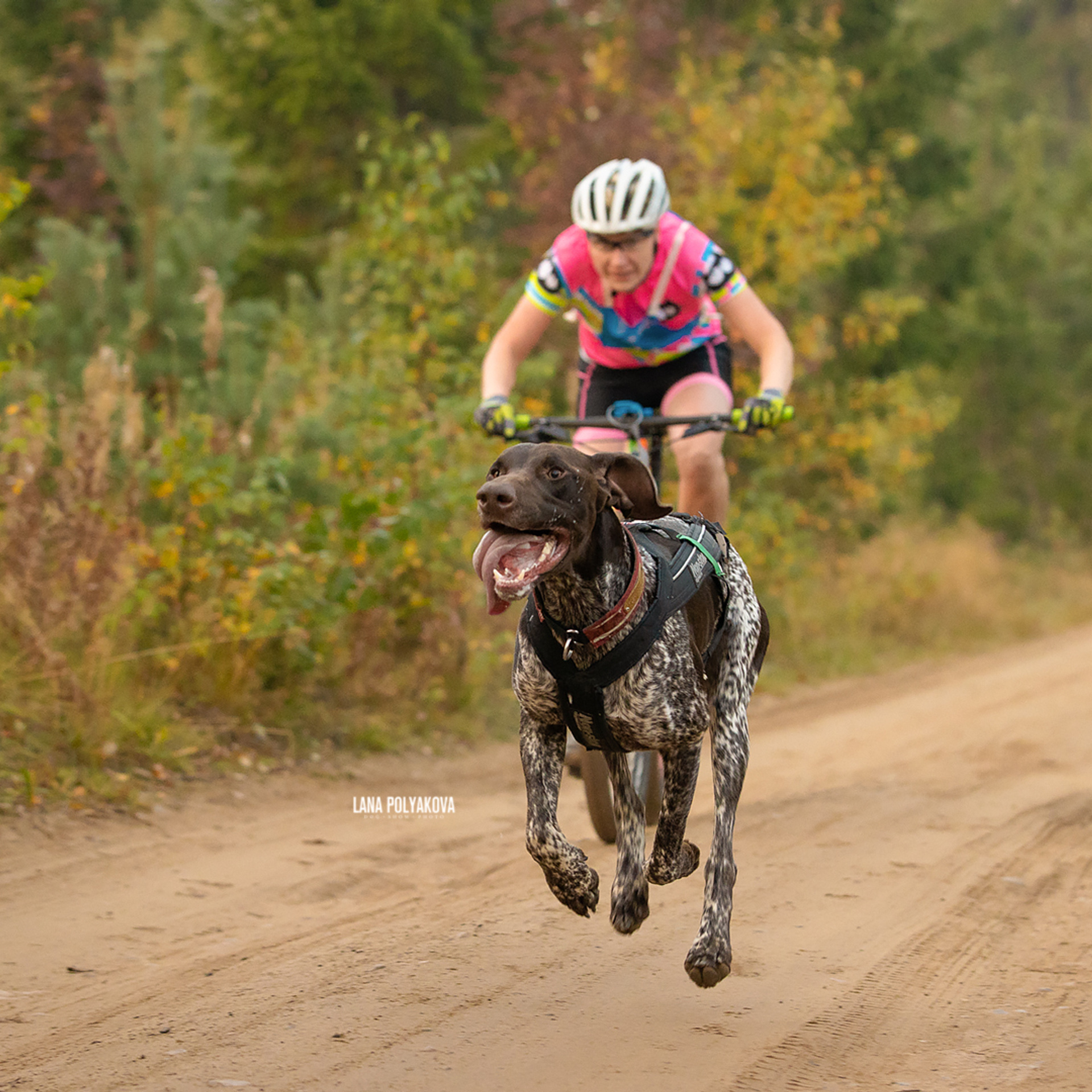 ЧЕМПИОНАТ РОССИИ РКФ 27 сентября 2020 г., 2й день. ФОТОГРАФ-АНИМАЛИСТ l LANA POLYAKOVA
