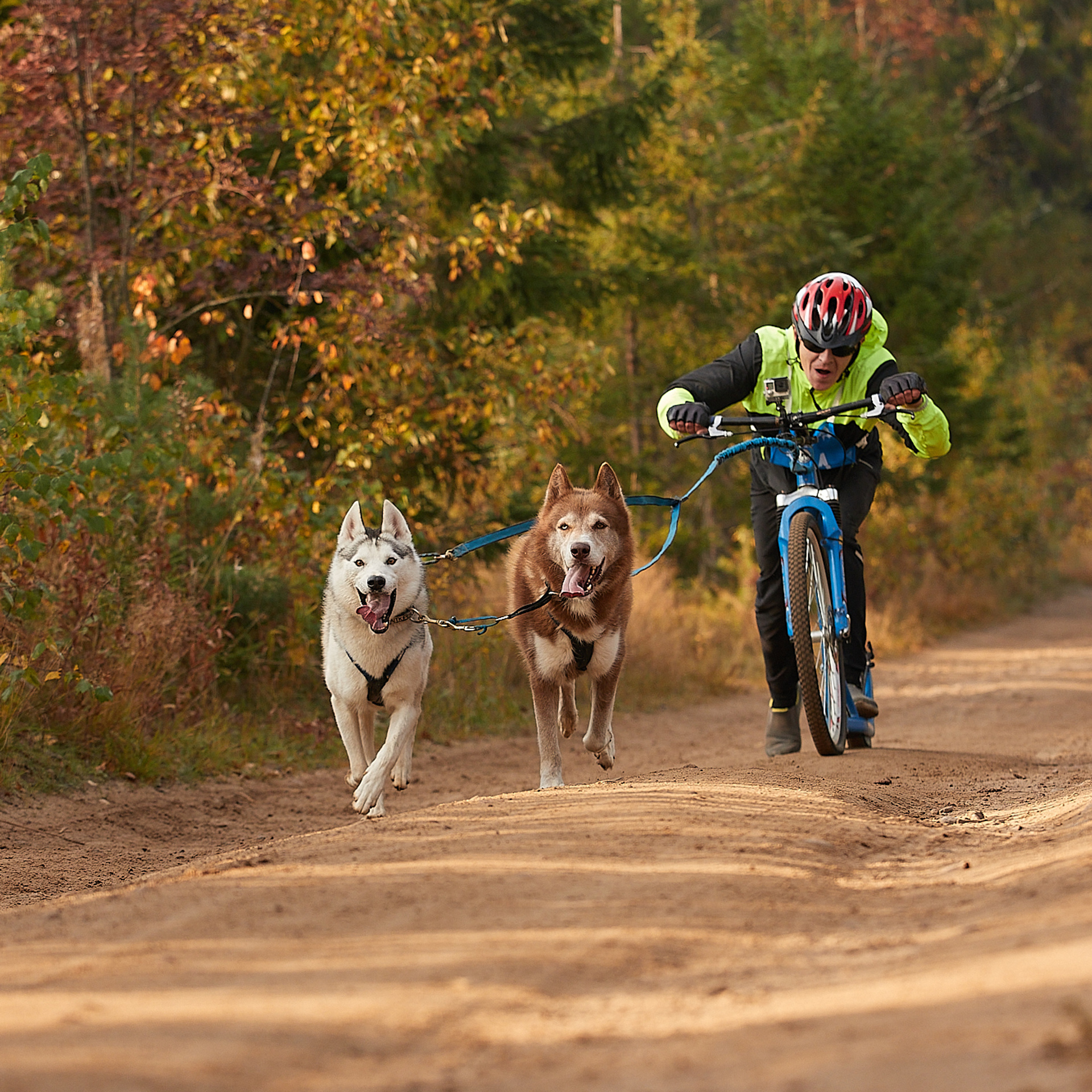 ЧЕМПИОНАТ РОССИИ РКФ 27 сентября 2020 г., 2й день. ФОТОГРАФ-АНИМАЛИСТ l LANA POLYAKOVA