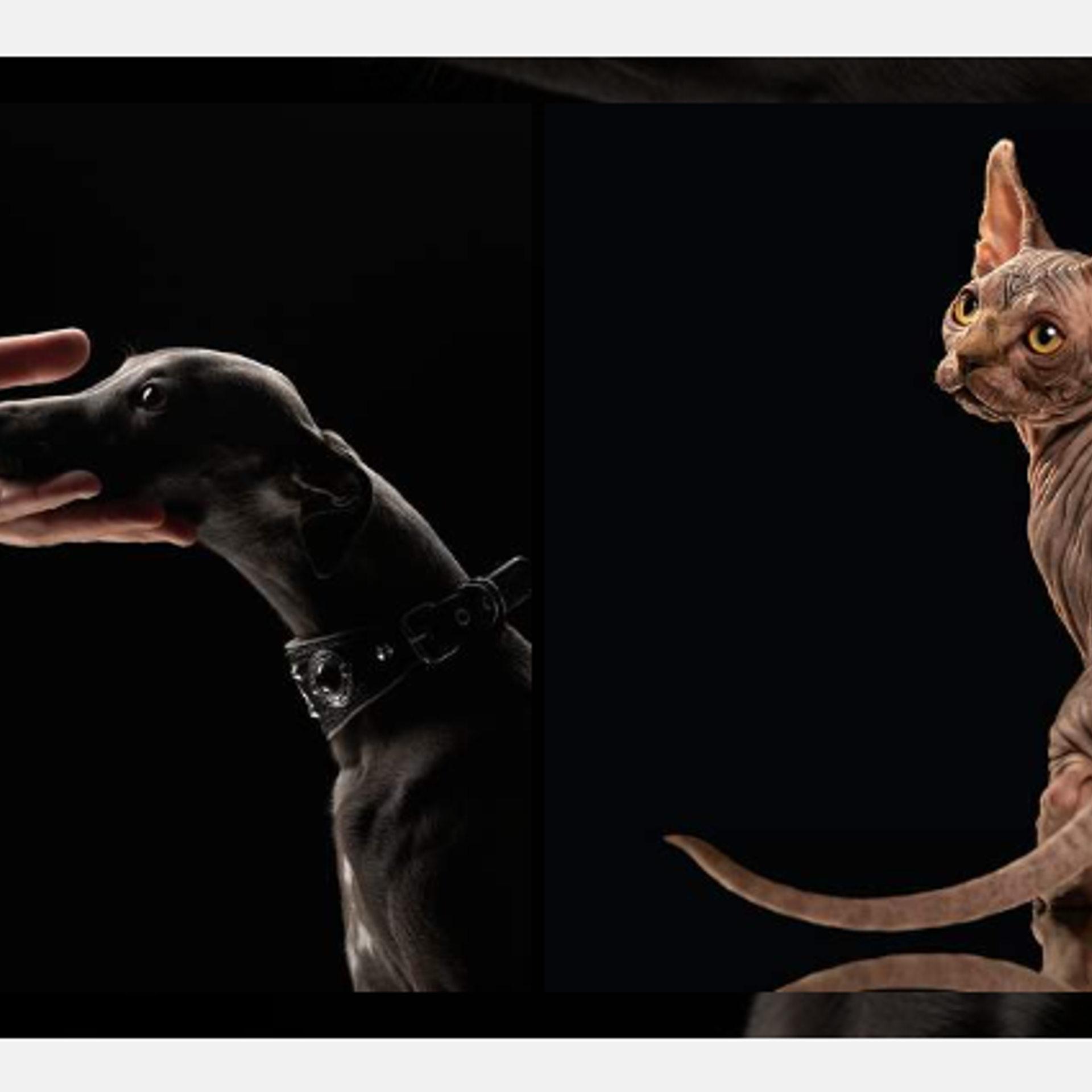 35awards — Домашние животные 2022. ФОТОГРАФ-АНИМАЛИСТ l LANA POLYAKOVA