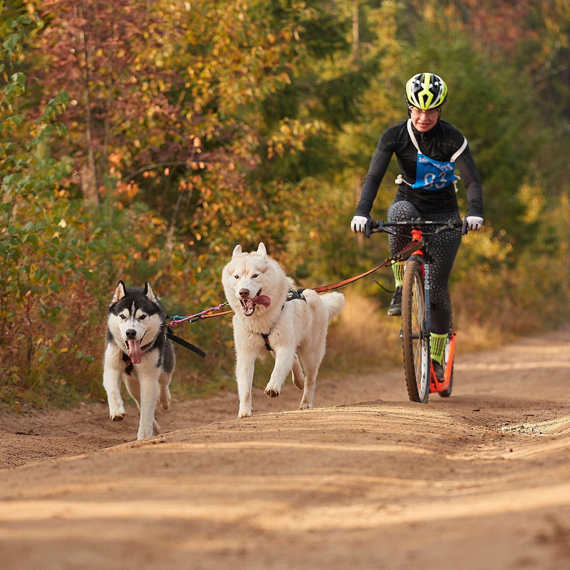 ЧЕМПИОНАТ РОССИИ РКФ 27 сентября 2020 г., 2й день. ФОТОГРАФ-АНИМАЛИСТ l LANA POLYAKOVA