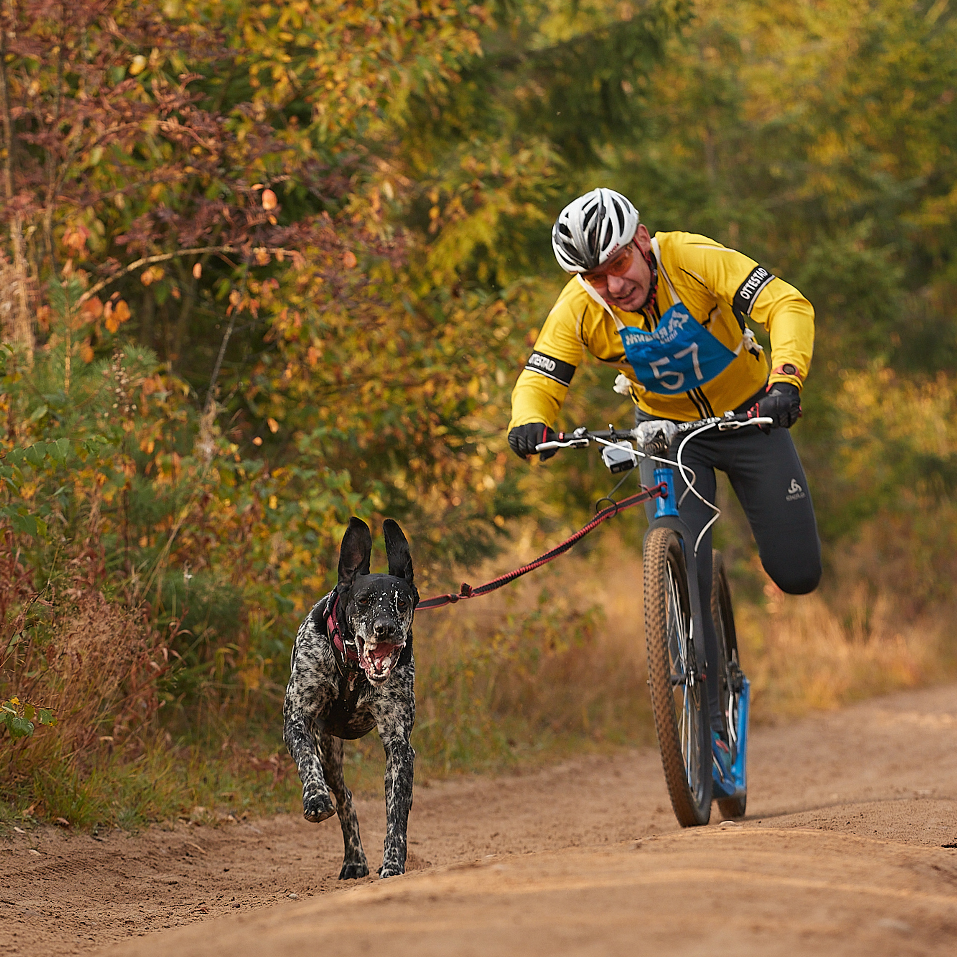 ЧЕМПИОНАТ РОССИИ РКФ 27 сентября 2020 г., 2й день. ФОТОГРАФ-АНИМАЛИСТ l LANA POLYAKOVA