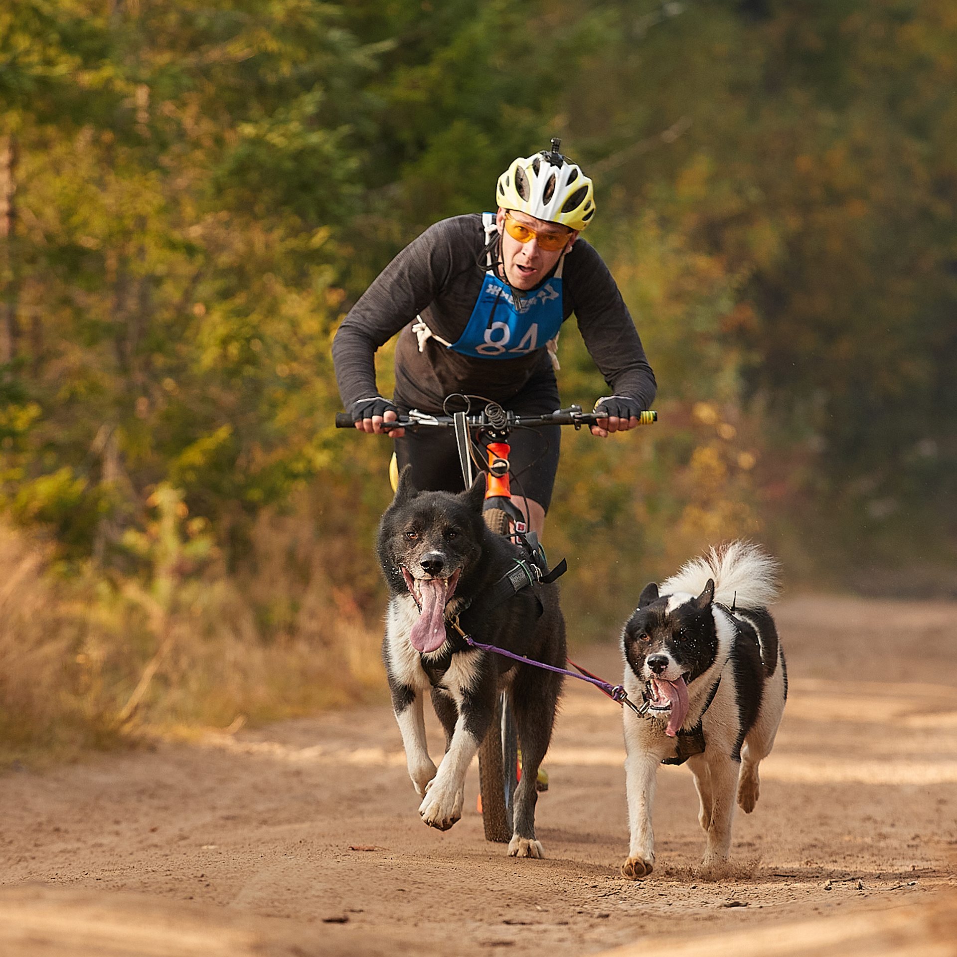 ЧЕМПИОНАТ РОССИИ РКФ 27 сентября 2020 г., 2й день. ФОТОГРАФ-АНИМАЛИСТ l LANA POLYAKOVA