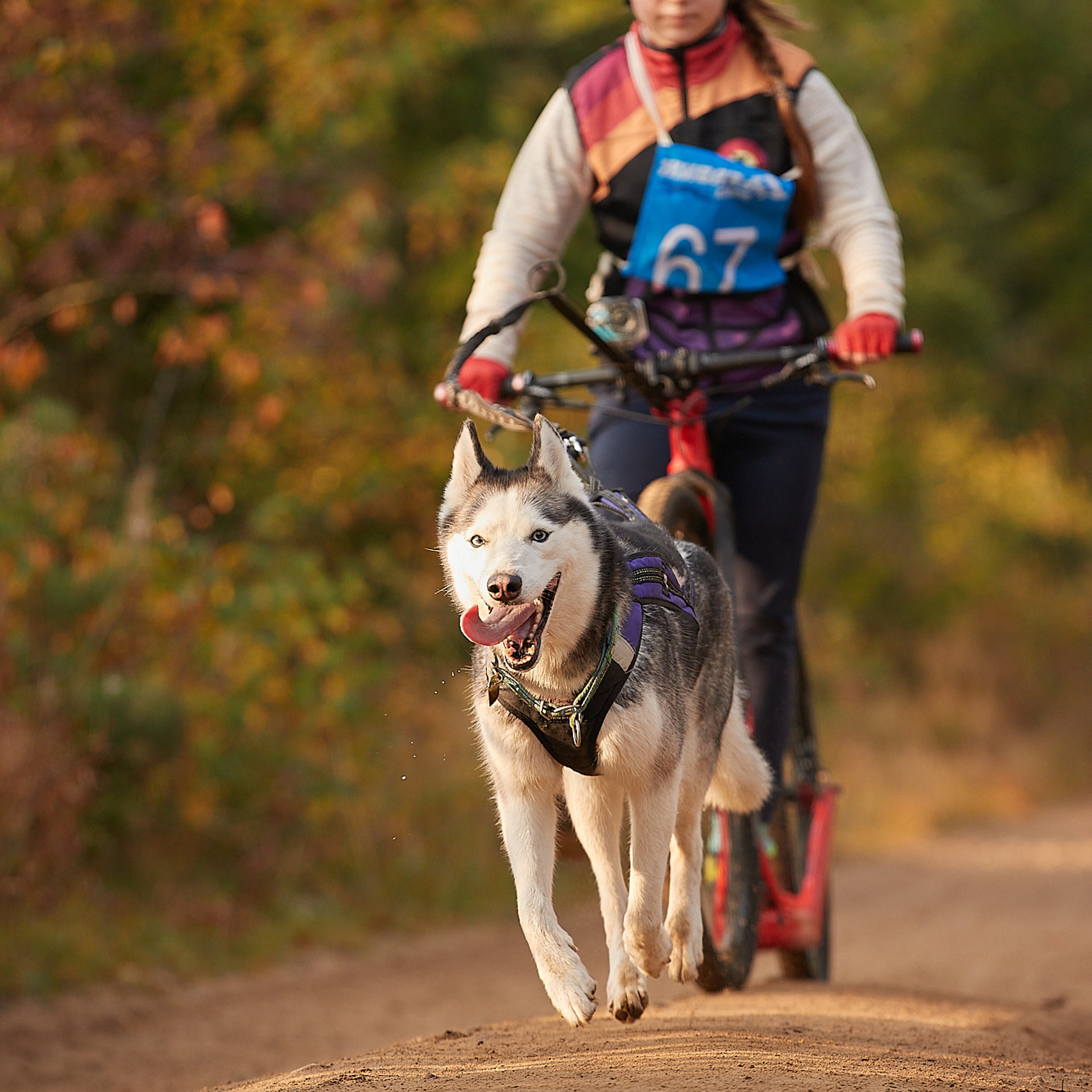 ЧЕМПИОНАТ РОССИИ РКФ 27 сентября 2020 г., 2й день. ФОТОГРАФ-АНИМАЛИСТ l LANA POLYAKOVA