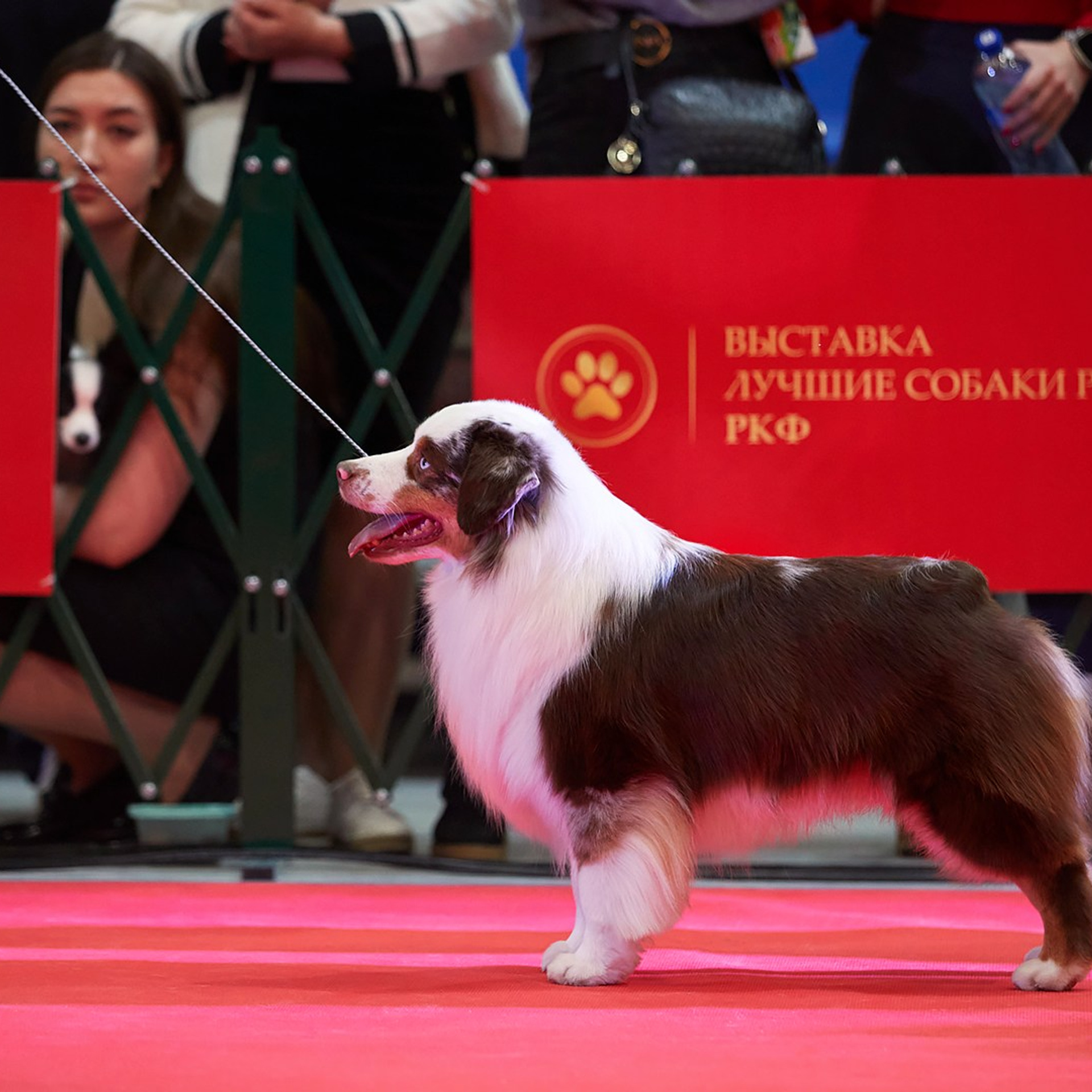 Шоу чемпионов «ЛУЧШИЕ СОБАКИ РОССИИ». ФОТОГРАФ-АНИМАЛИСТ l LANA POLYAKOVA