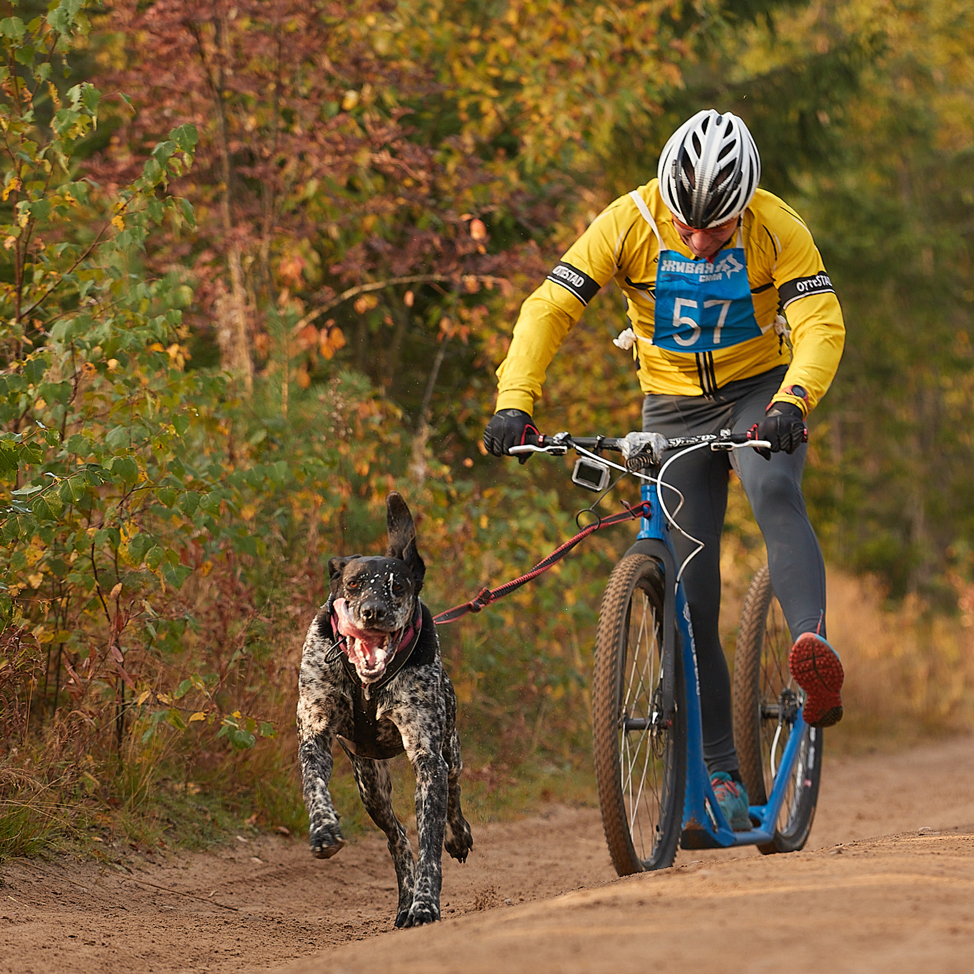 ЧЕМПИОНАТ РОССИИ РКФ 27 сентября 2020 г., 2й день. ФОТОГРАФ-АНИМАЛИСТ l LANA POLYAKOVA