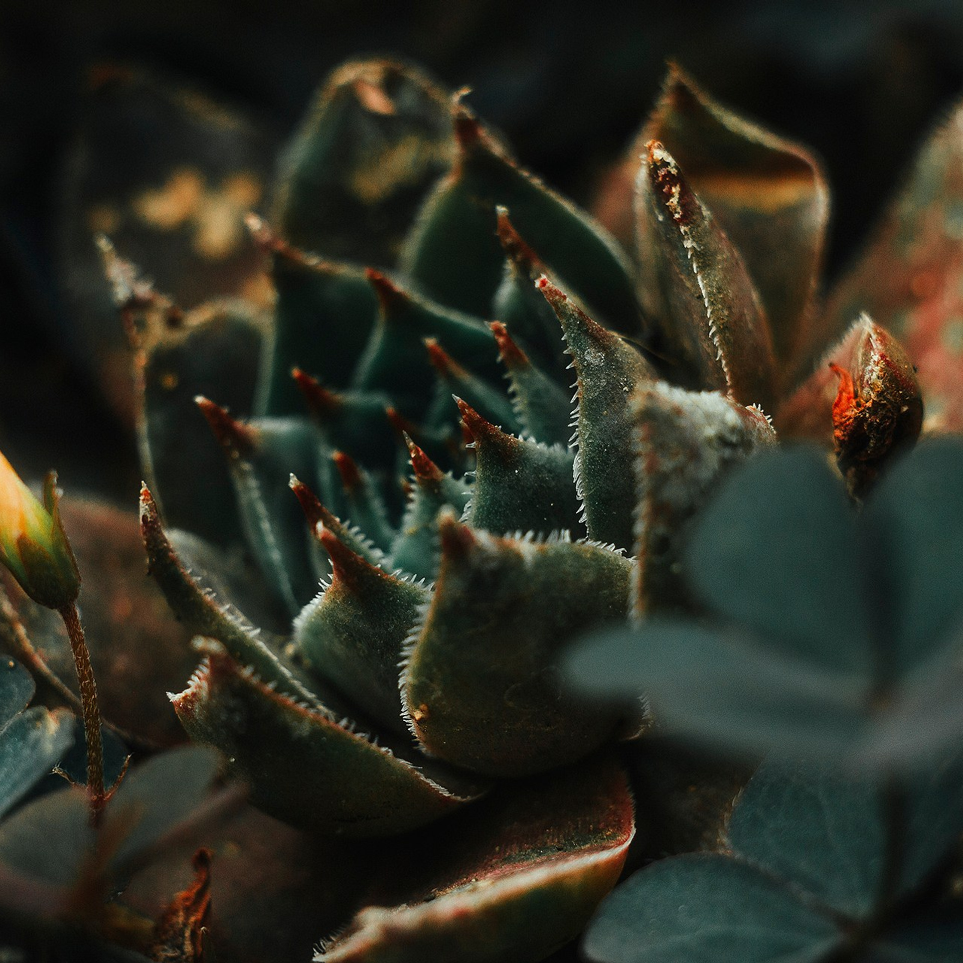 MACRO