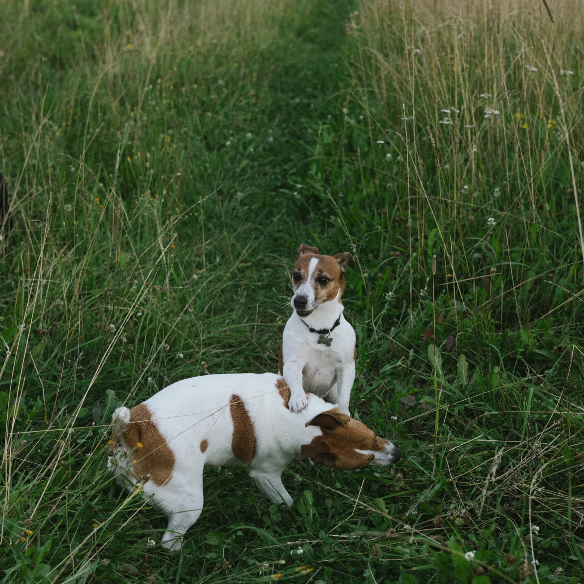 Отзывы. Портретный и репортажный фотограф в Москве Олеся Лисарк