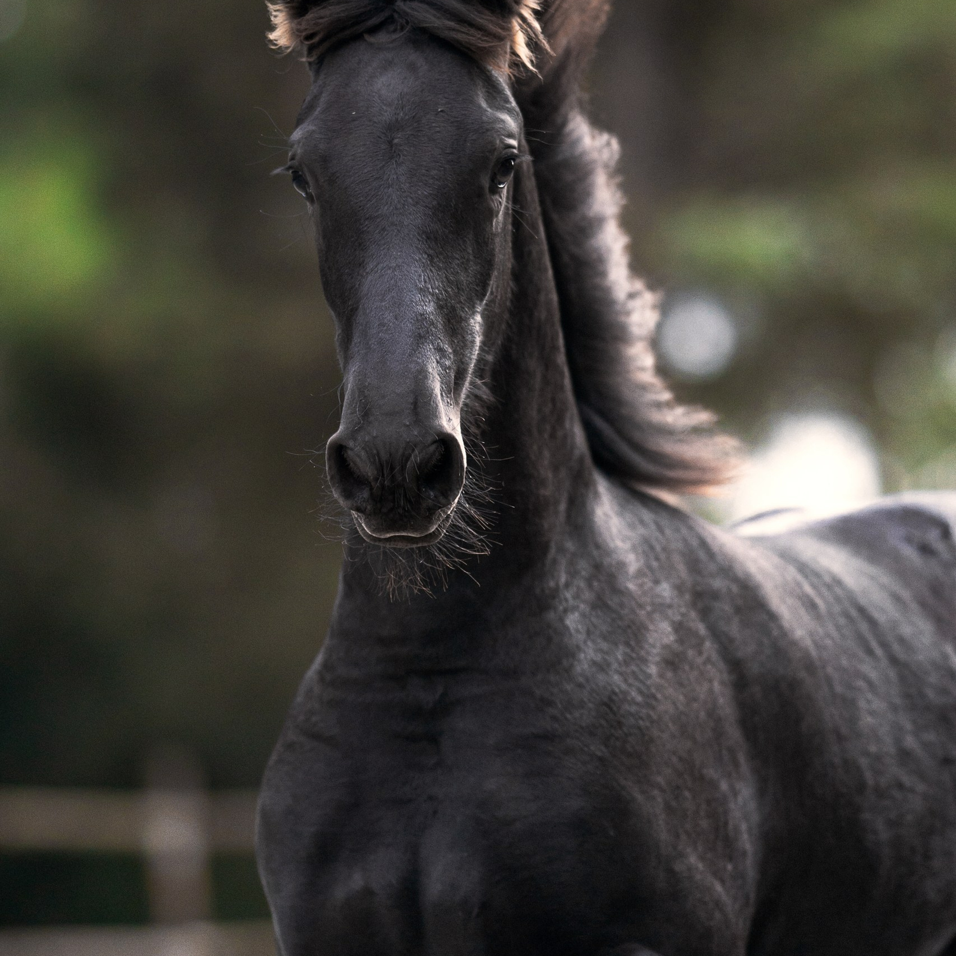 Фризский жеребец Elior Ofortunado 6 месяцев. Продаётся.
