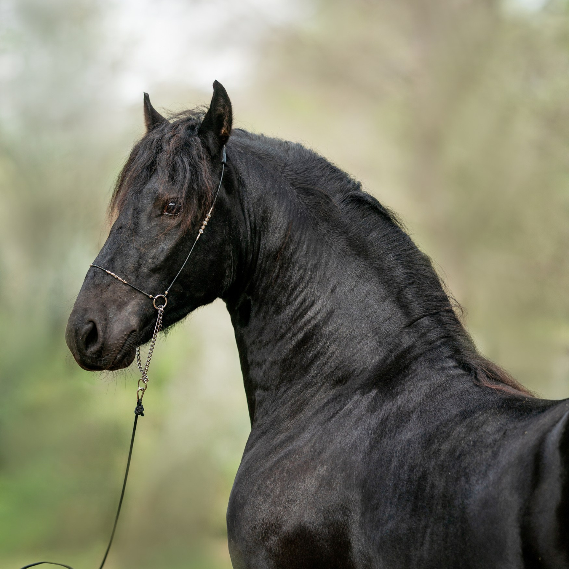 Фризский жеребец Rayven. 2 года. Продаётся.