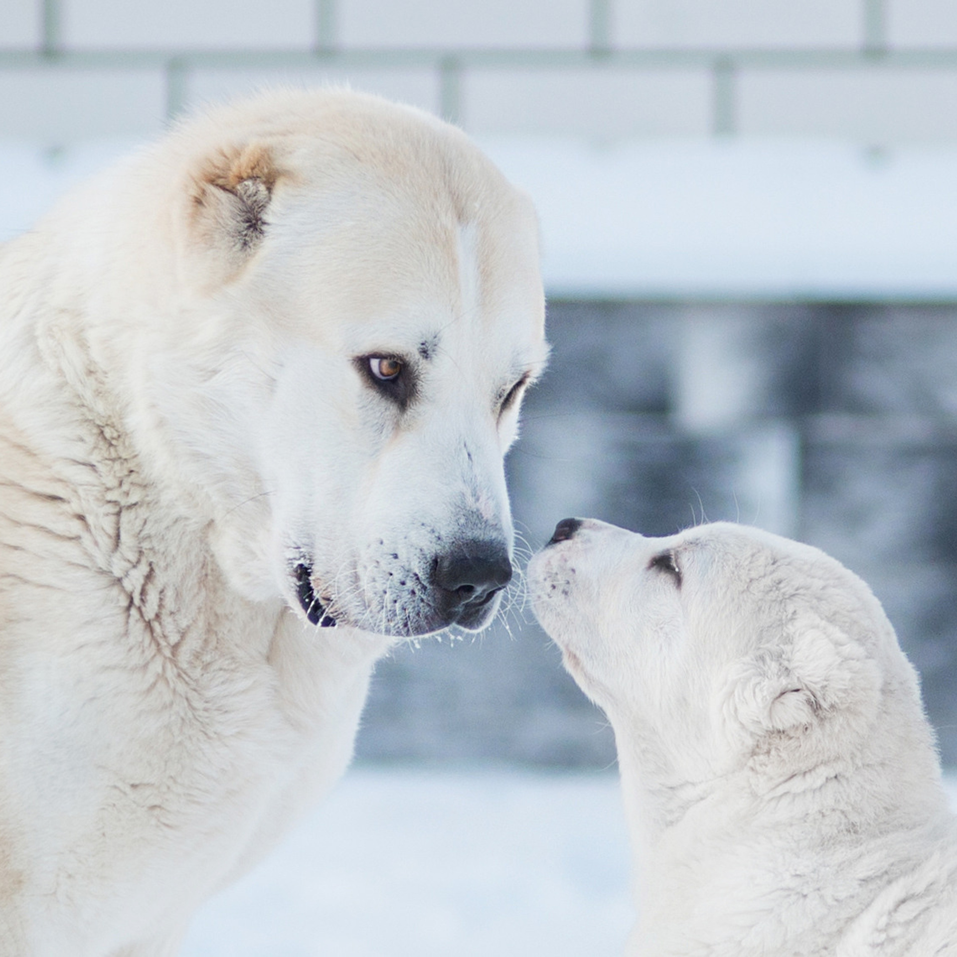 Щенки азиаты. Январь 2021