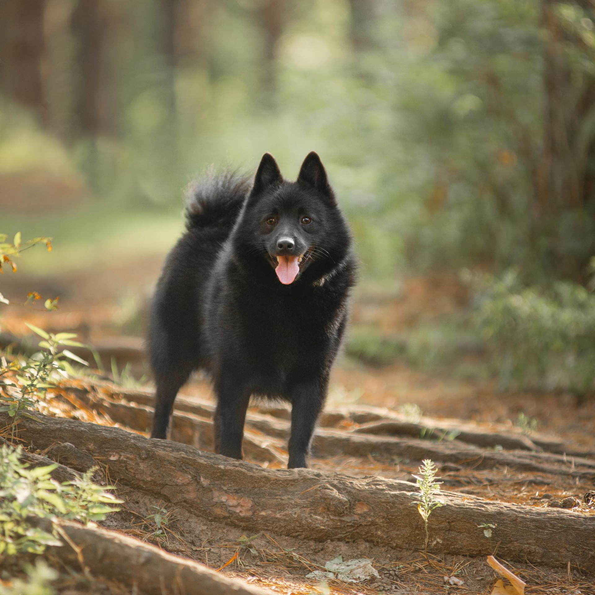 Настоящая овчарка — шипперке