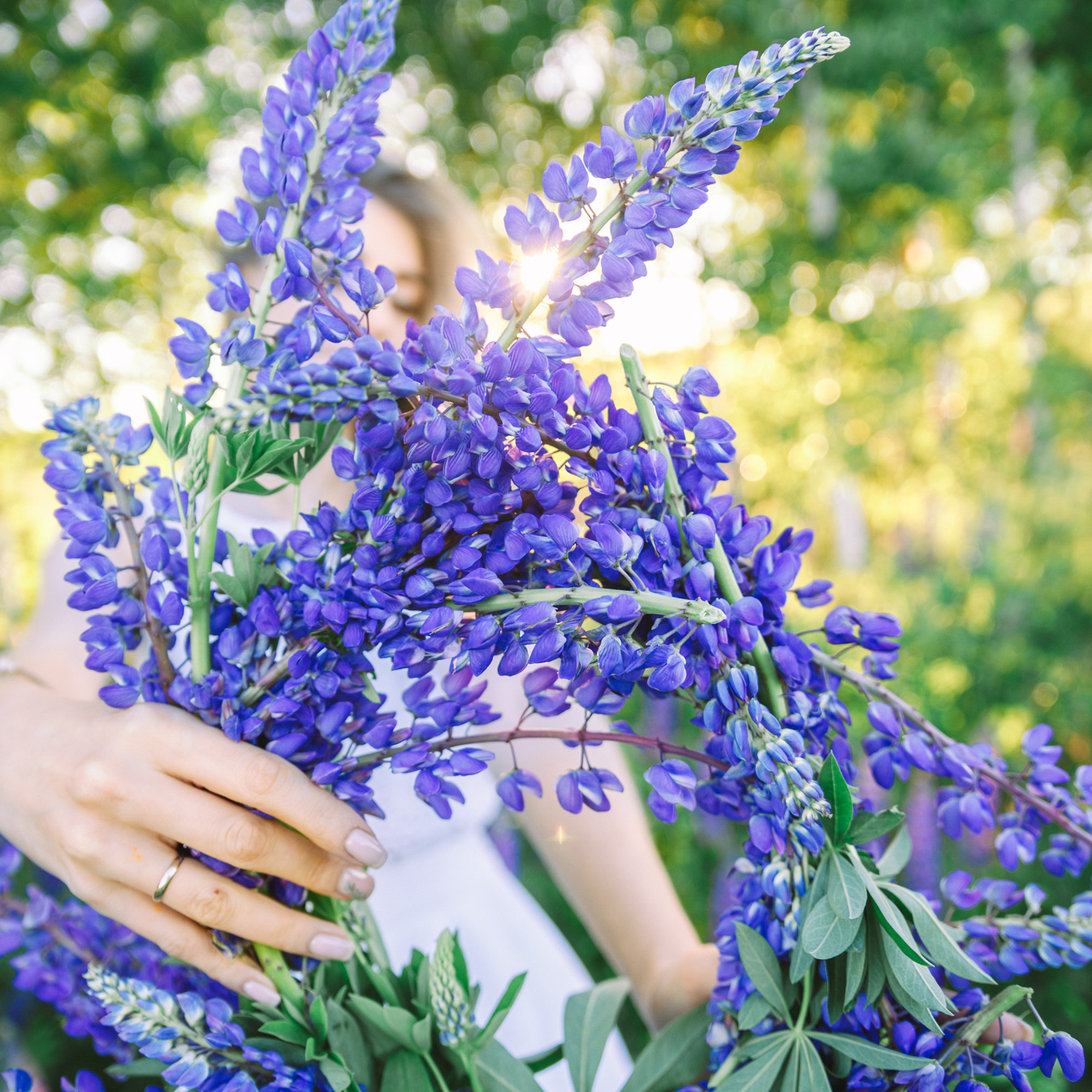 Наташа. Люпины. Лудорвай