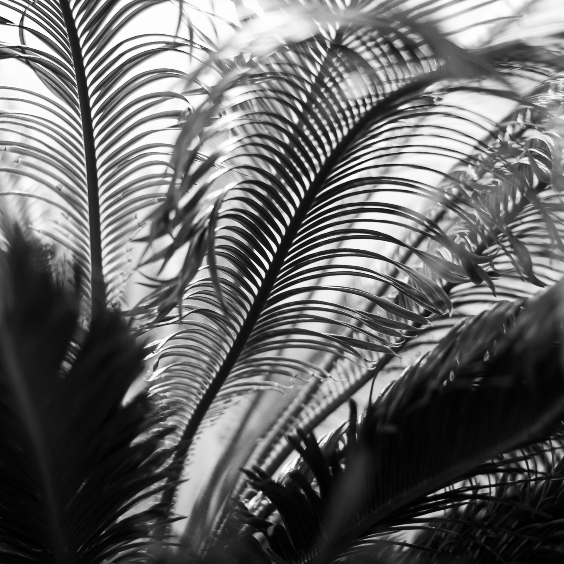 Оранжерея Царицыно