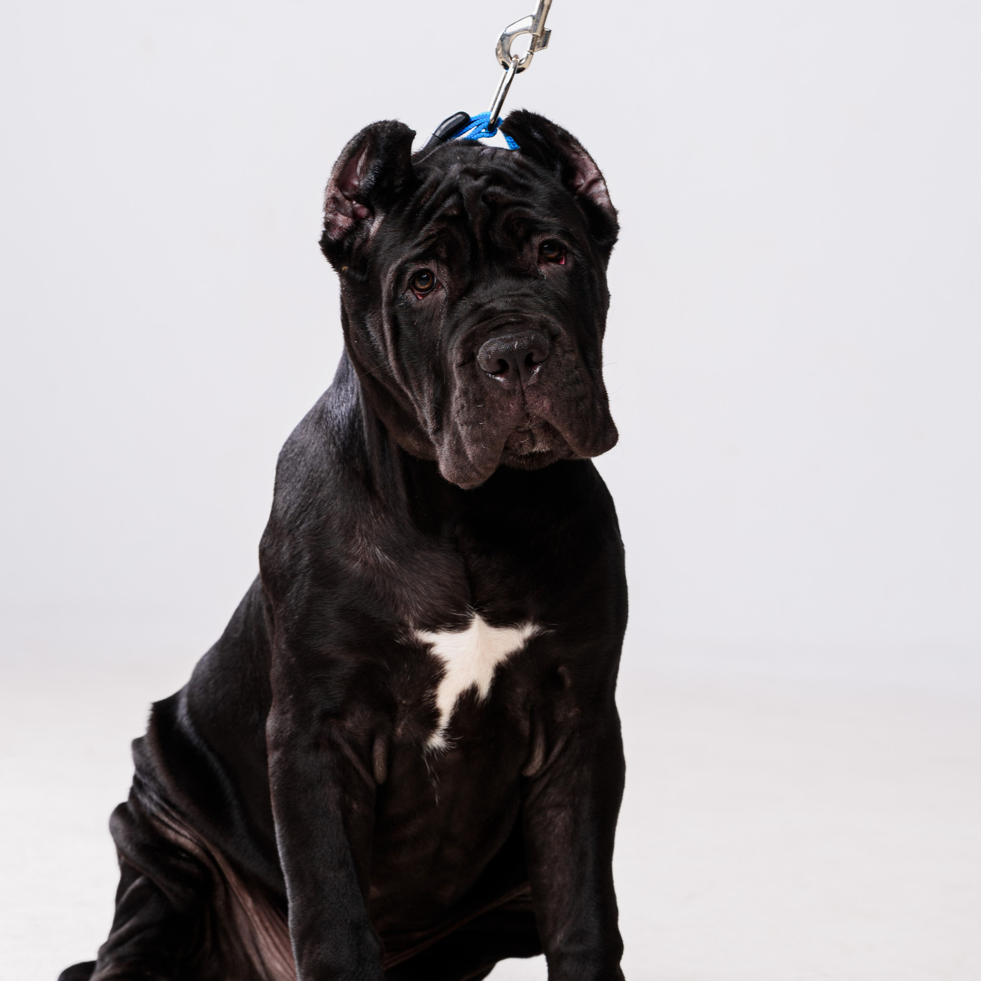 Отзывы. Фотостудия и фотограф в Майкопе — ProfessionalFoto