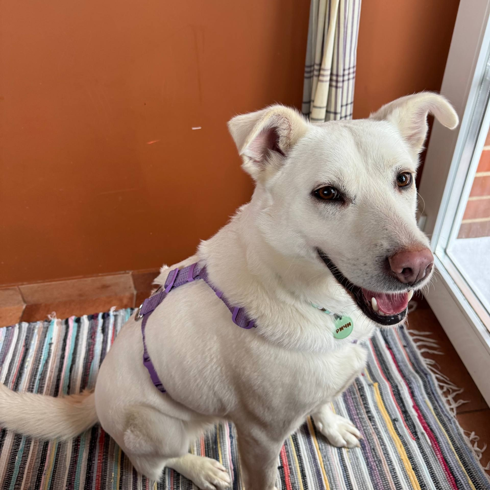 Уже дома. Забери домой друга