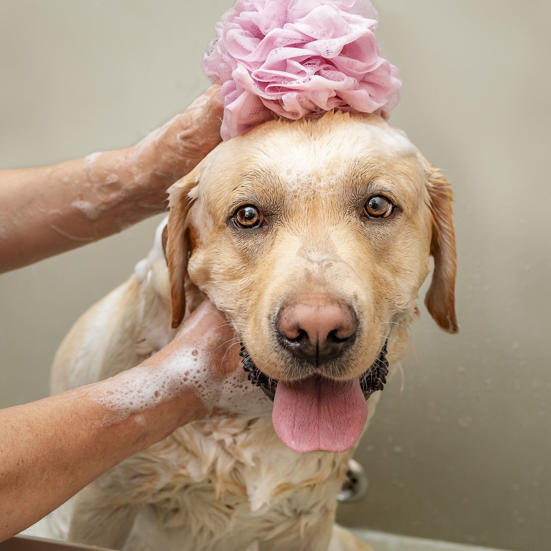 Советы по съемке собак в движении. Фотограф анималист в Санкт-Петербурге Владимир Лиепин