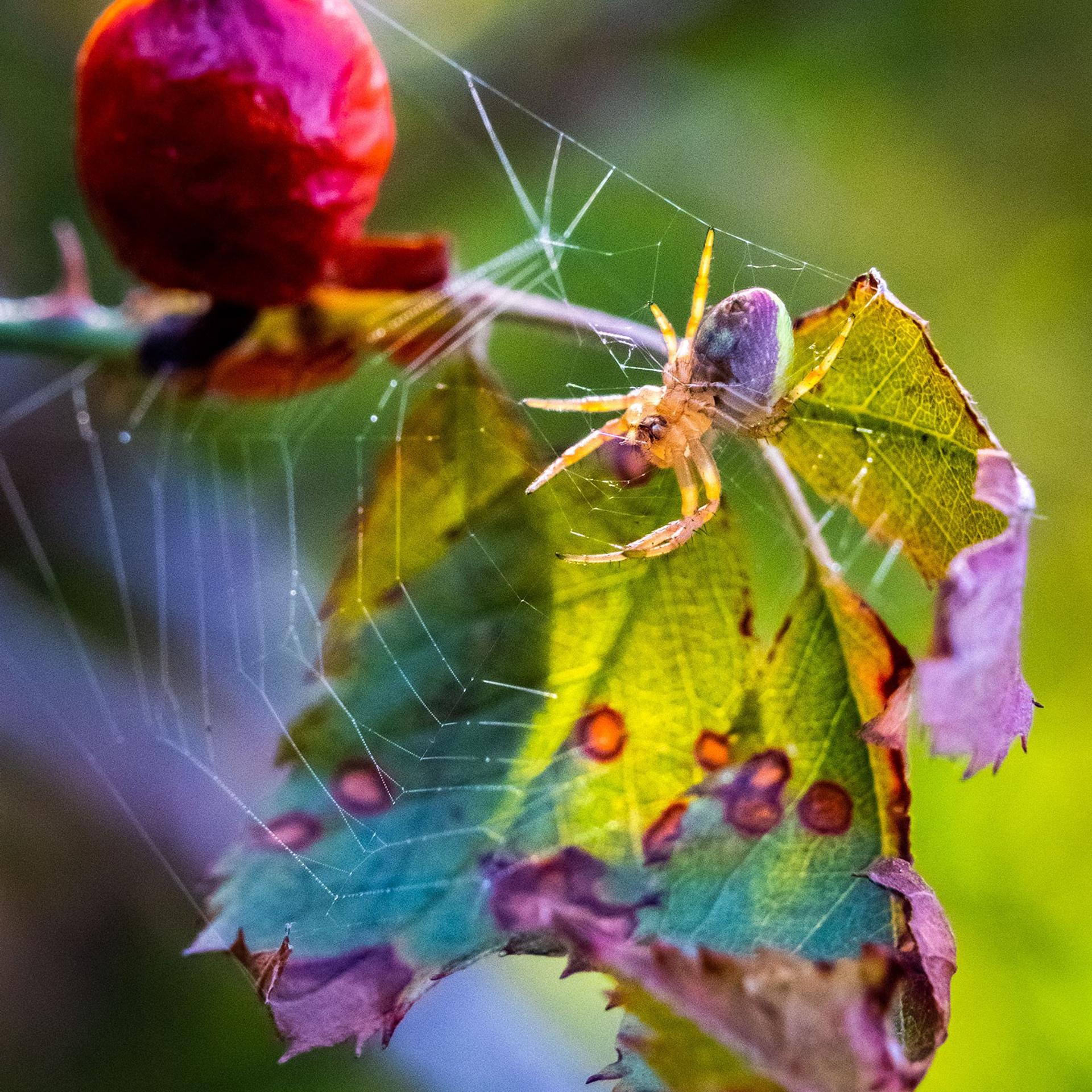 Осенние зарисовки
