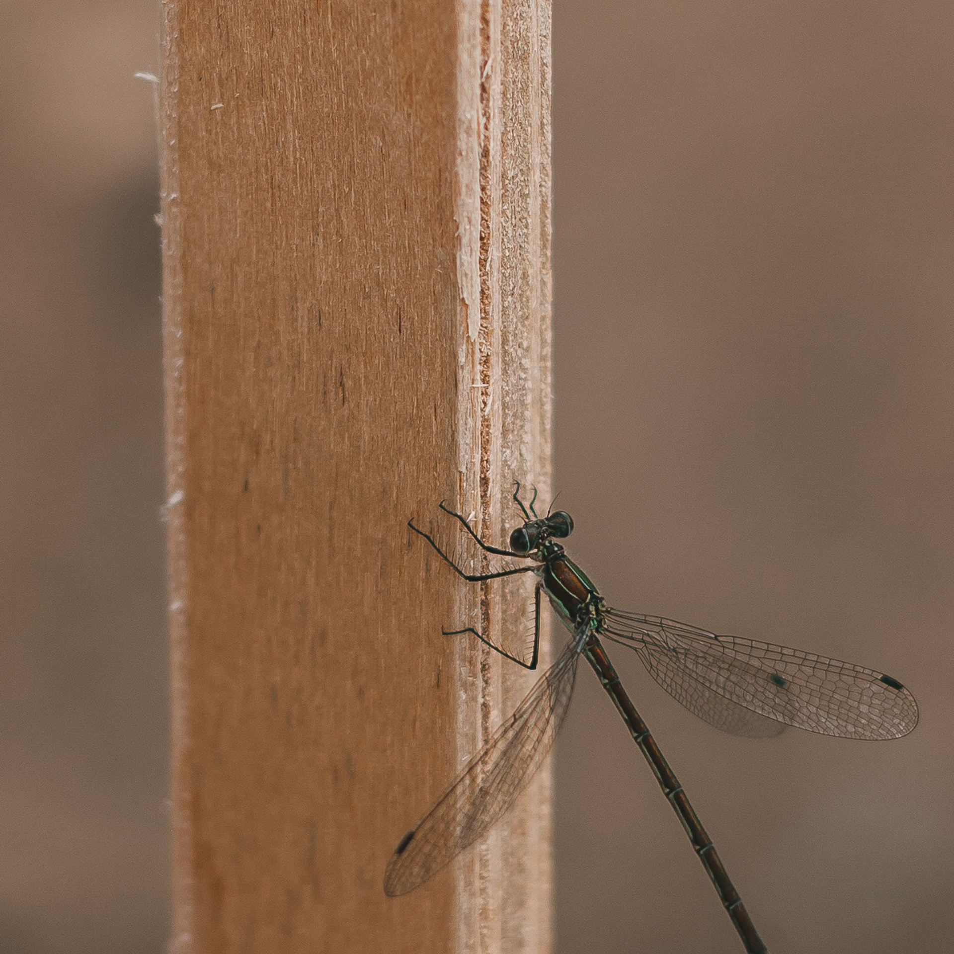 Отзывы. Семейный и свадебный фотограф в Ижевске Лушникова Екатерина