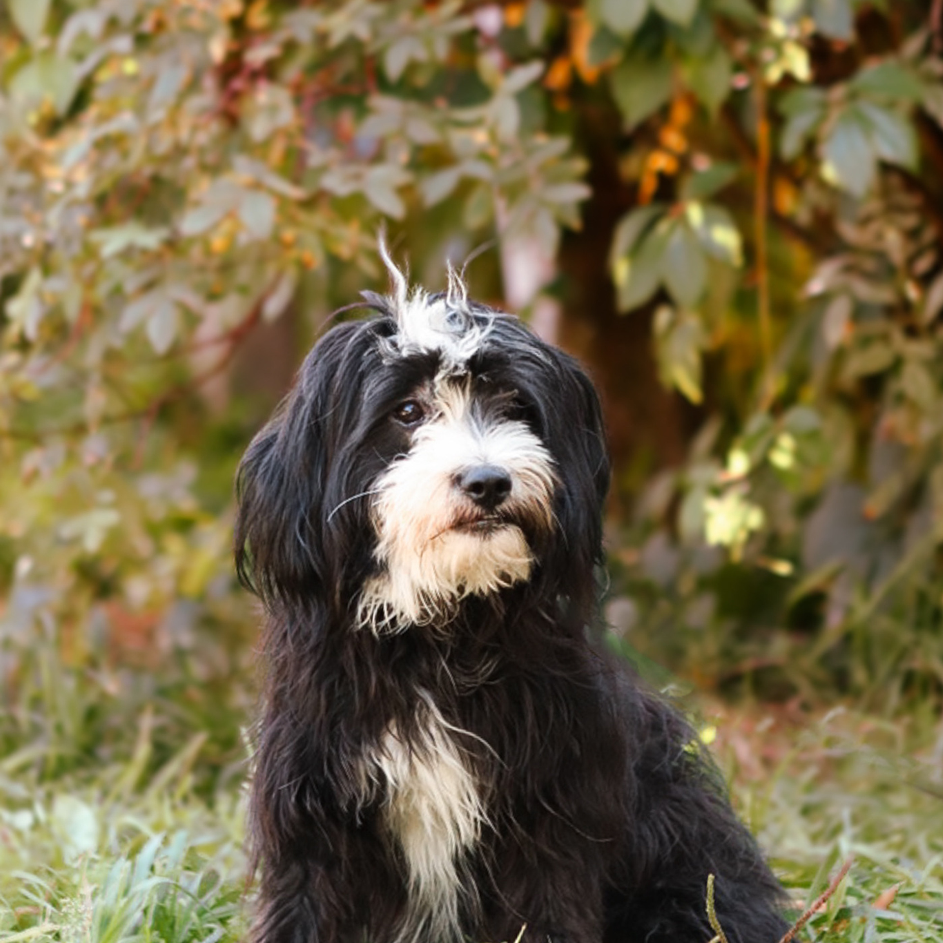 Отзывы. Фотограф-анималист Полина Колкова | Москва