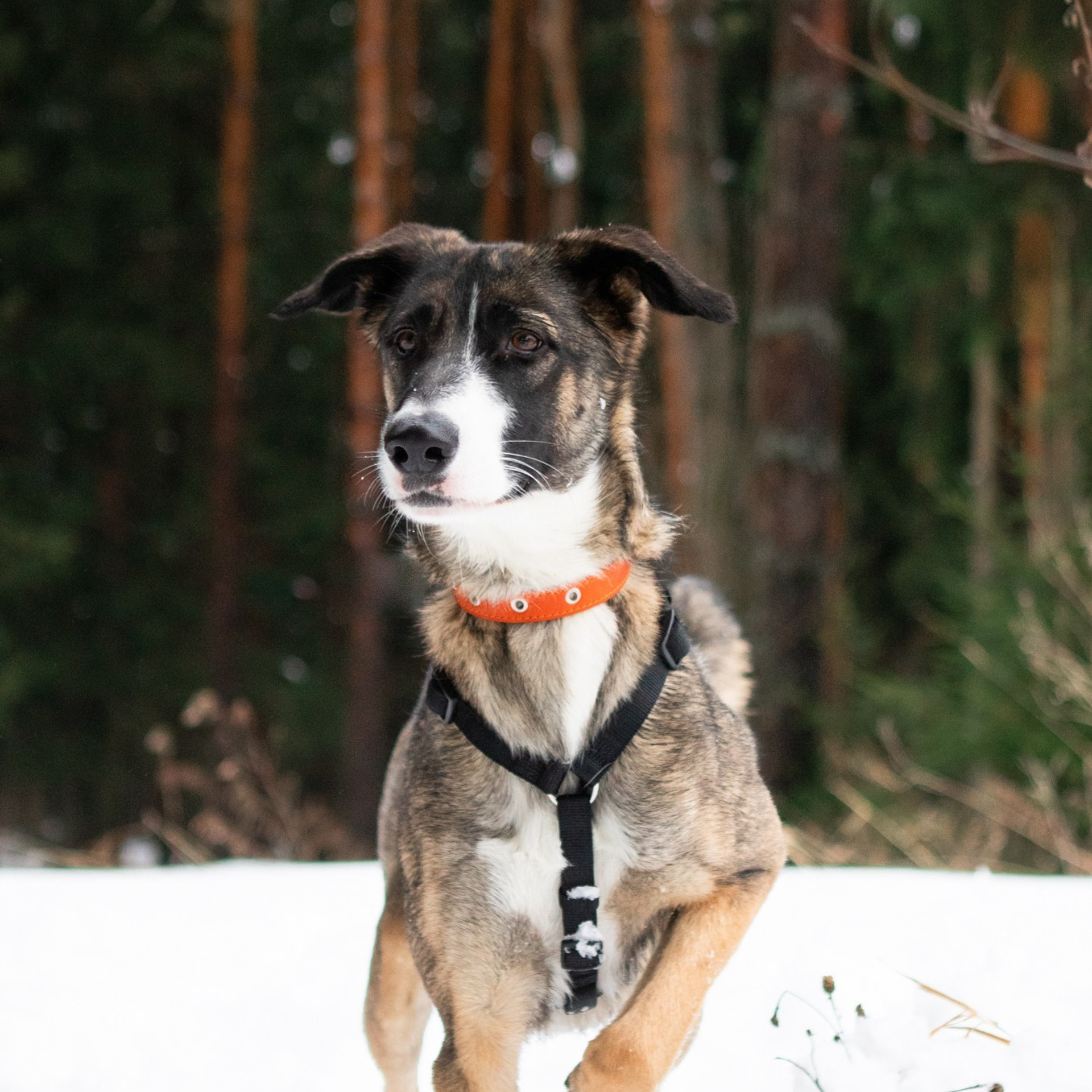 Отзывы. Фотограф-анималист Полина Колкова | Москва