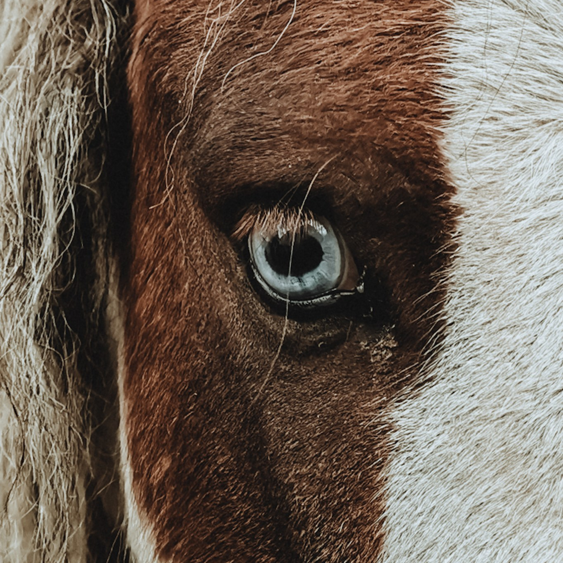 Алтай (мобилография)