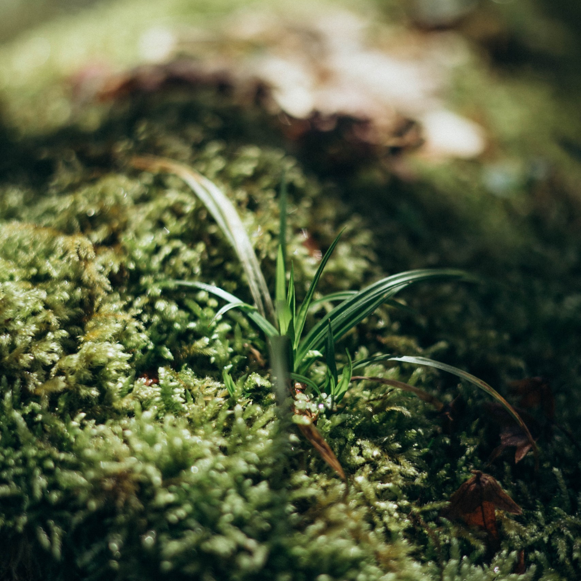 Отзывы. Александра Негальчук