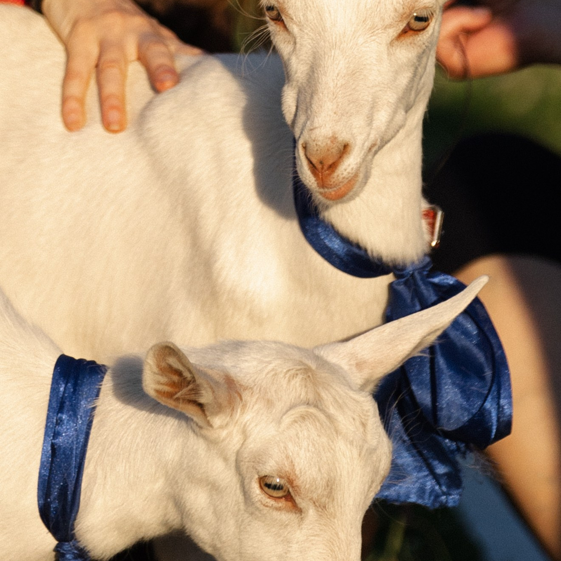 Репортажный фотограф на культурно-массовое мероприятие
