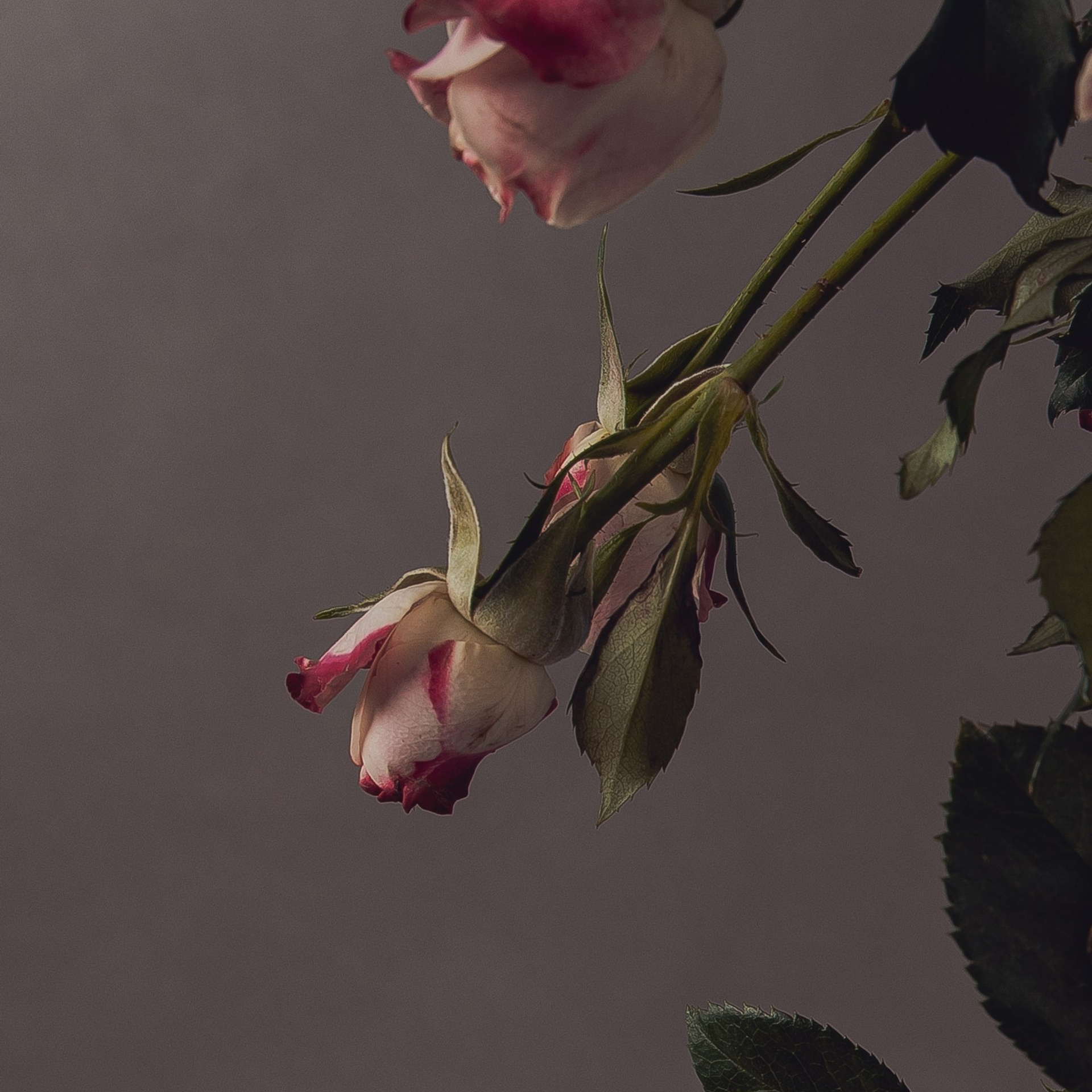 Отзывы. Свадебный и семейный фотограф и видеограф СПб Светлана Афанасьева