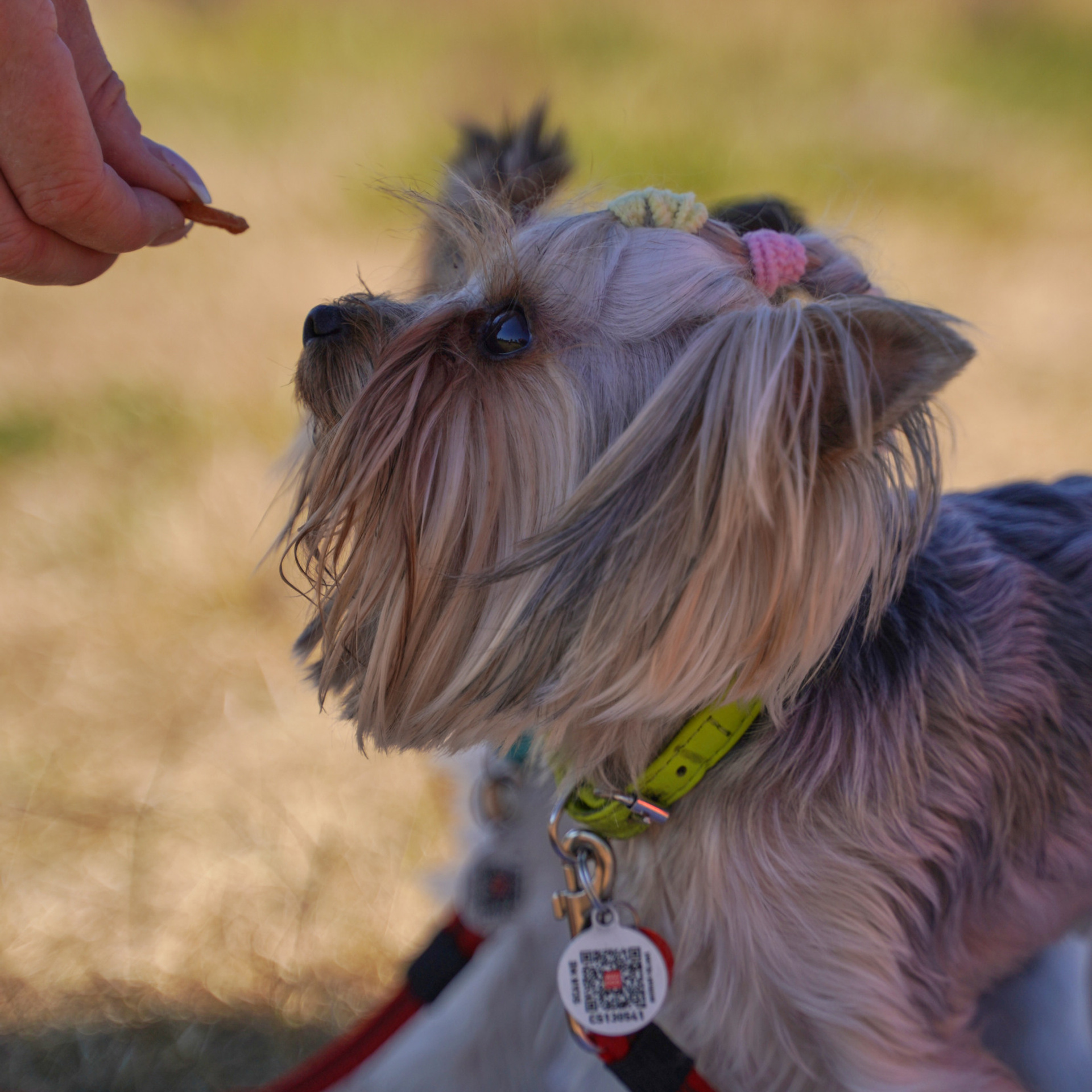 Занятия с кинологом