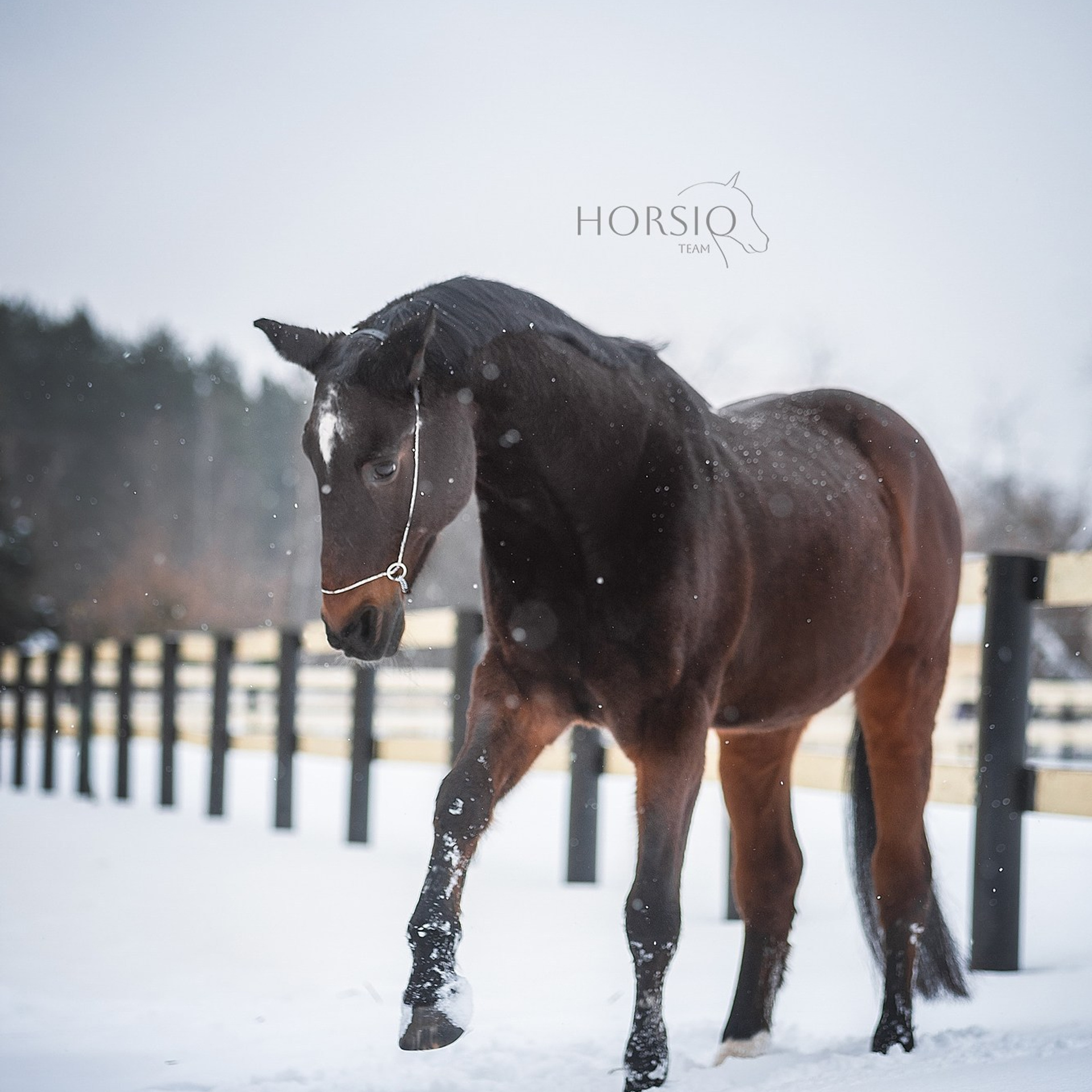 Димонс, HORSIO