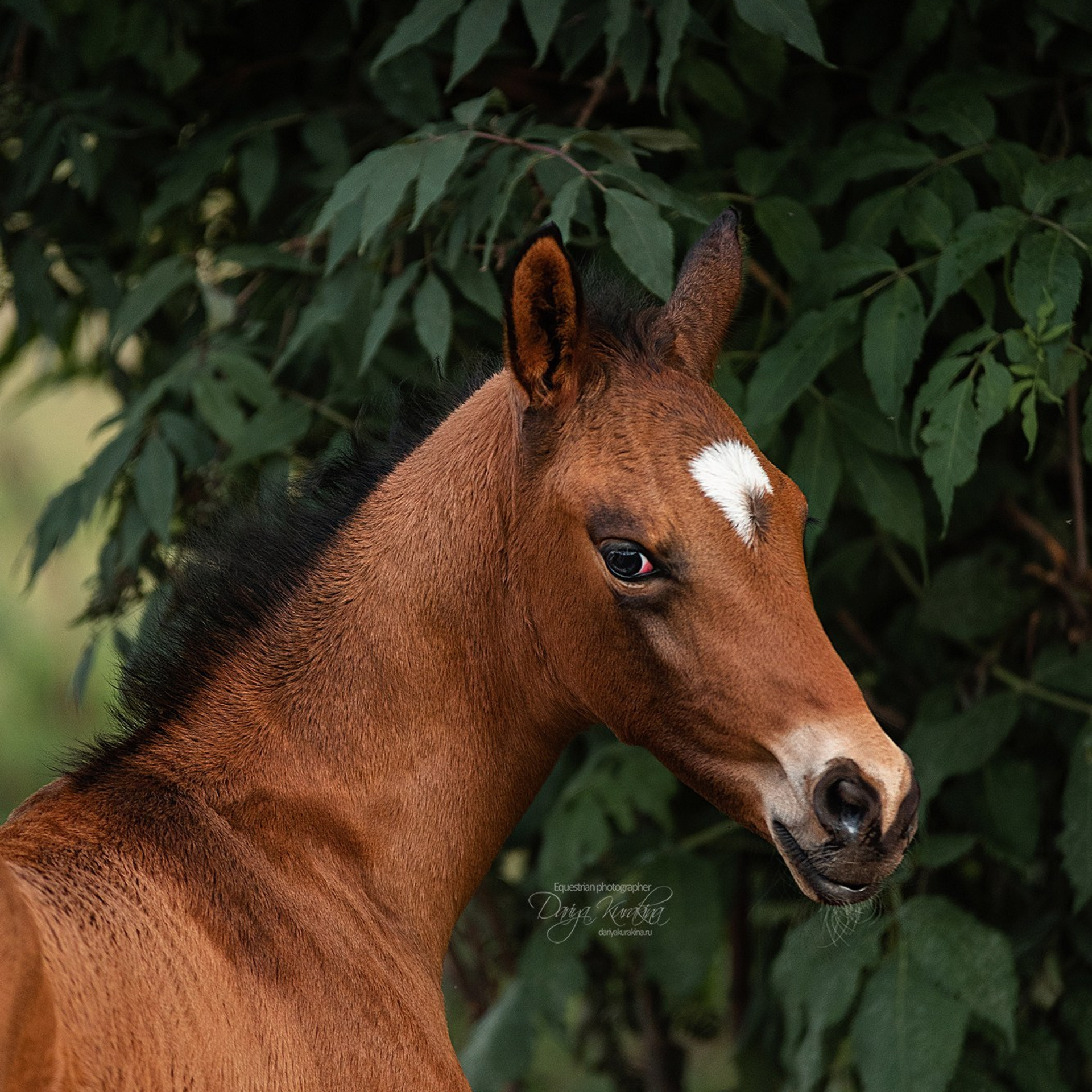 Малышка Кэндис