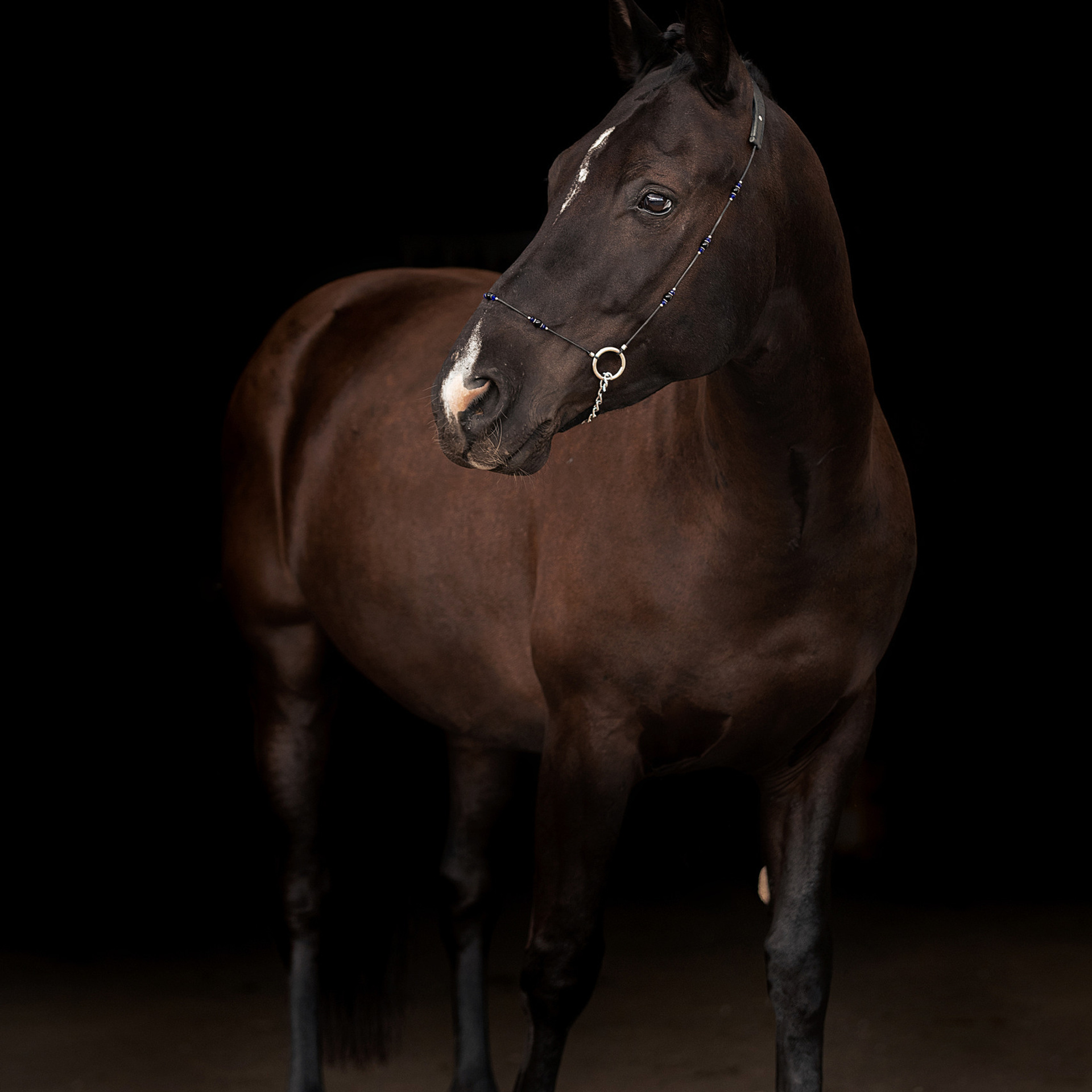 Отзывы. Конный фотограф Куракина Дарья • Фотосессии с лошадьми