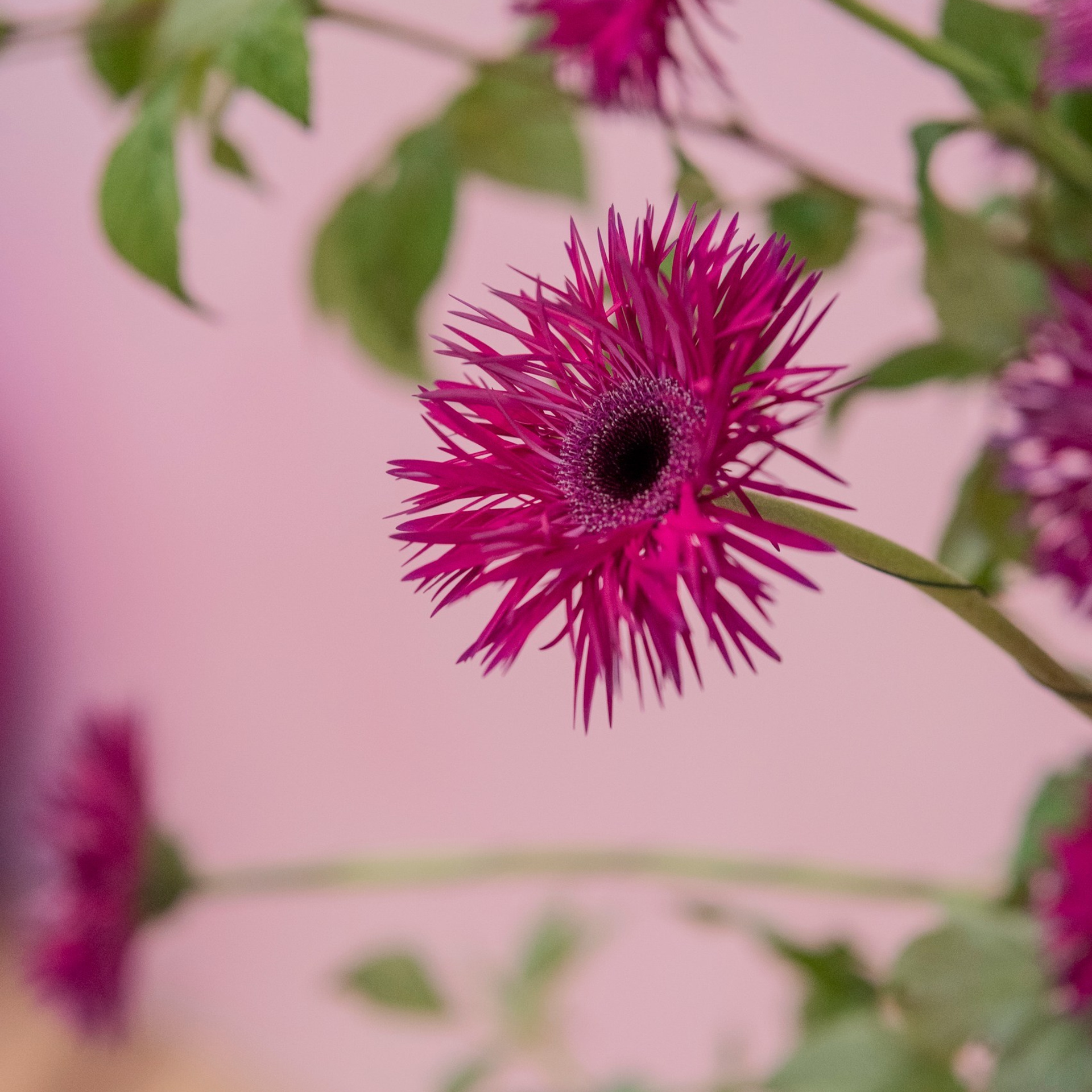 Ресторан «Дворянское гнездо»