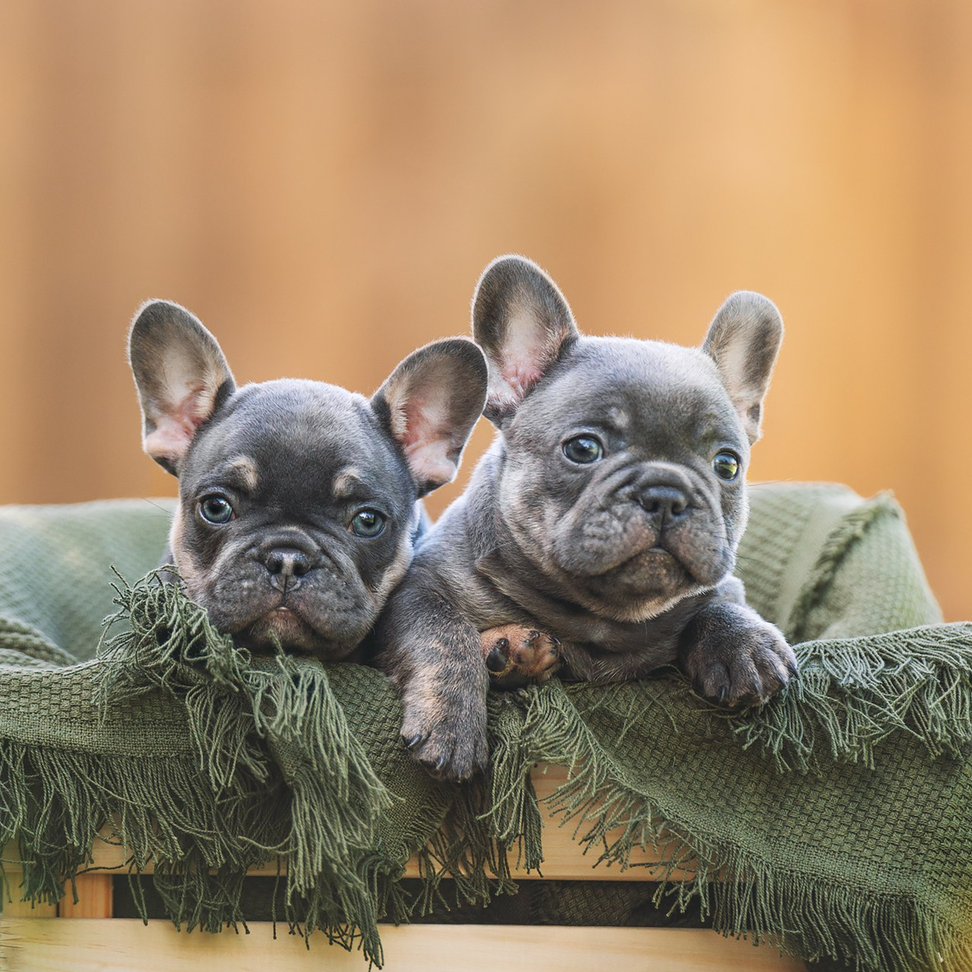 Французские бульдоги