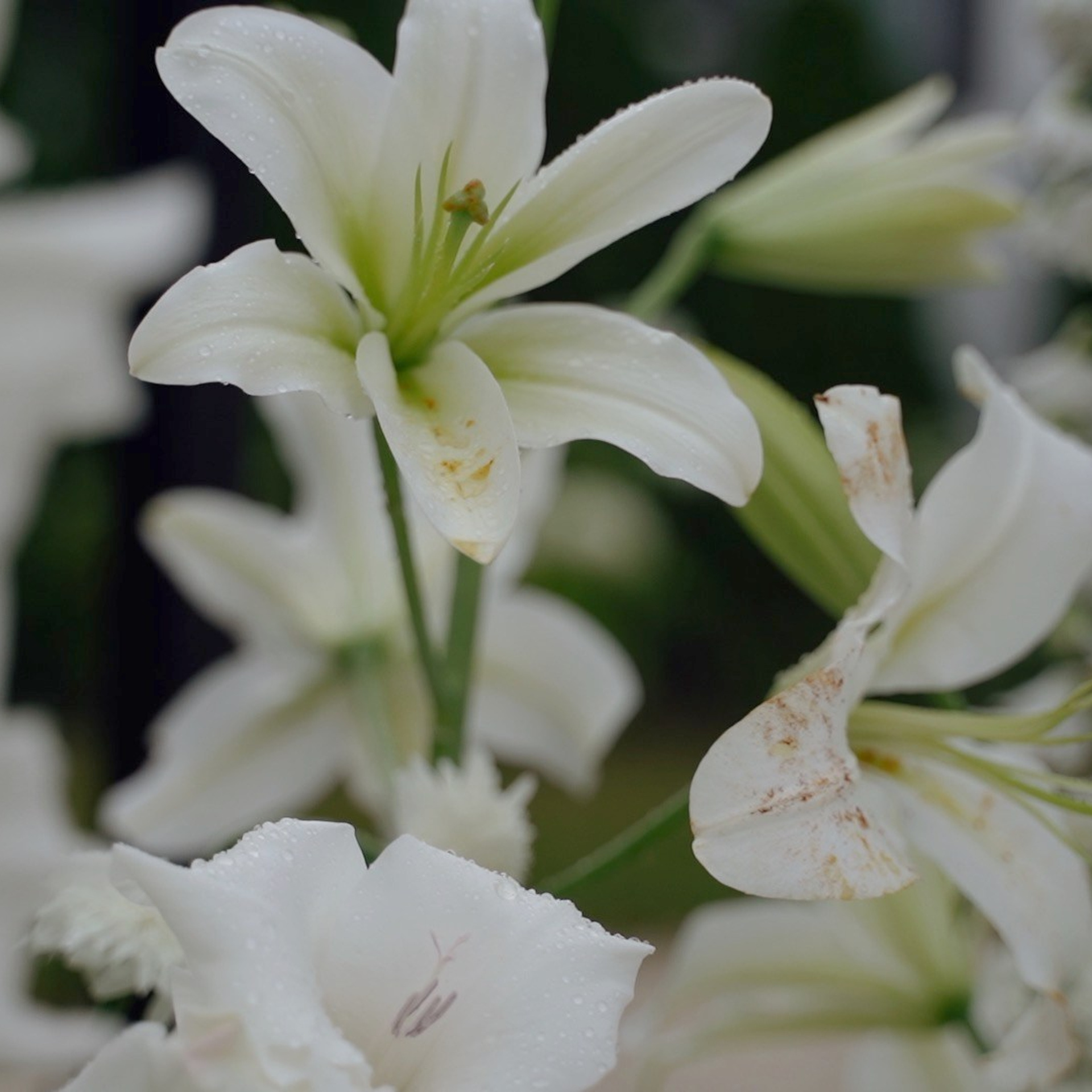 Виктория и Влад. Агата Акварель видеограф Сочи Краснодар