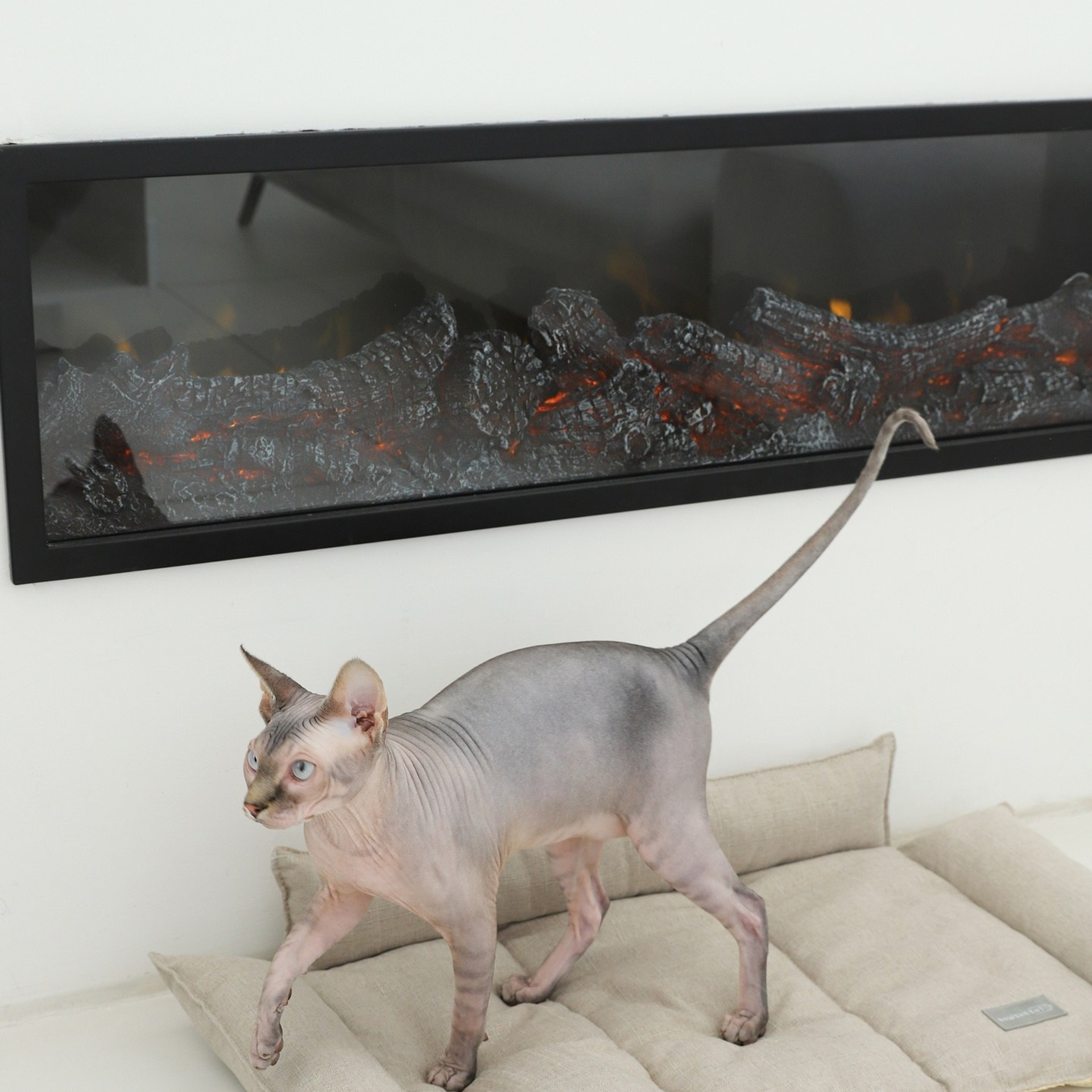 Лежак для кошек. ФОТОГРАФ ОКСАНА БРЭДШОУ