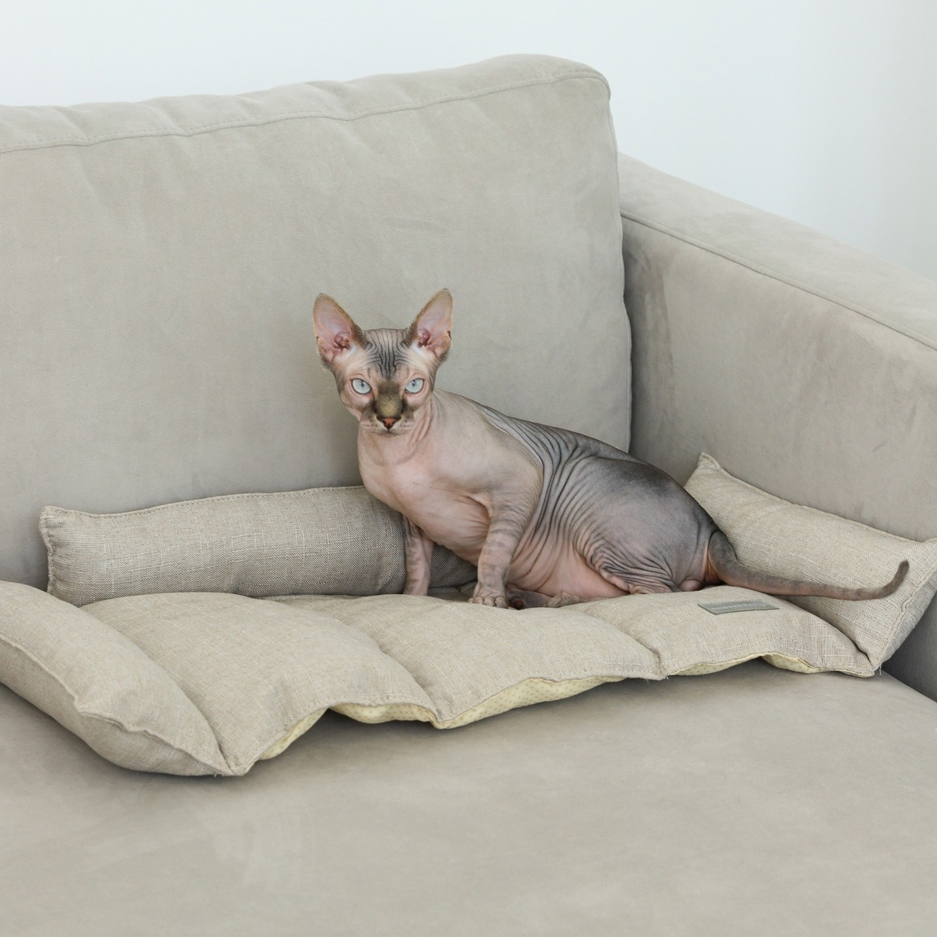 Лежак для кошек. ФОТОГРАФ ОКСАНА БРЭДШОУ