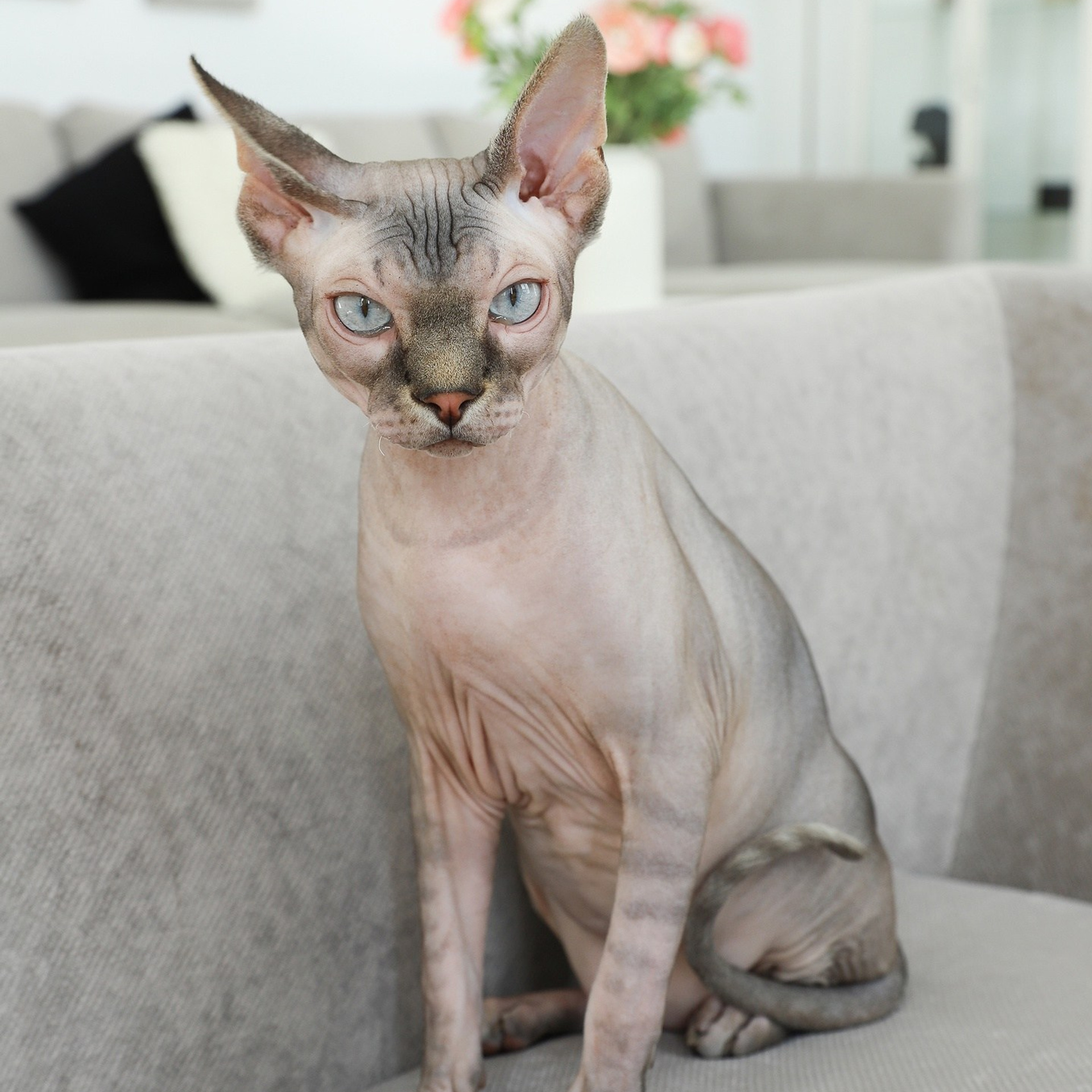 Лежак для кошек. ФОТОГРАФ ОКСАНА БРЭДШОУ