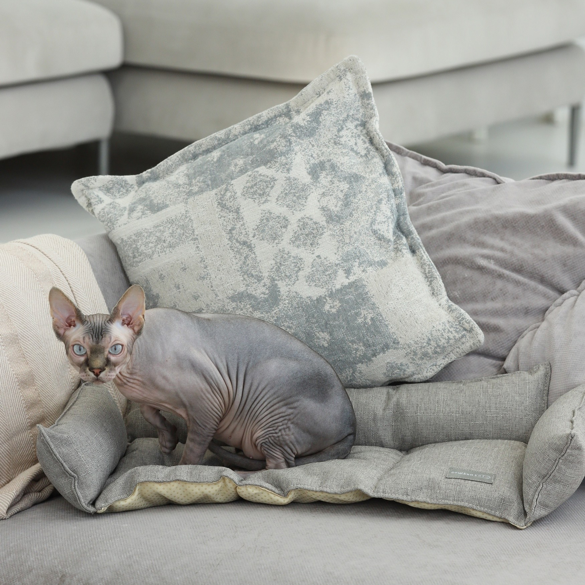 Лежак для кошек. ФОТОГРАФ ОКСАНА БРЭДШОУ