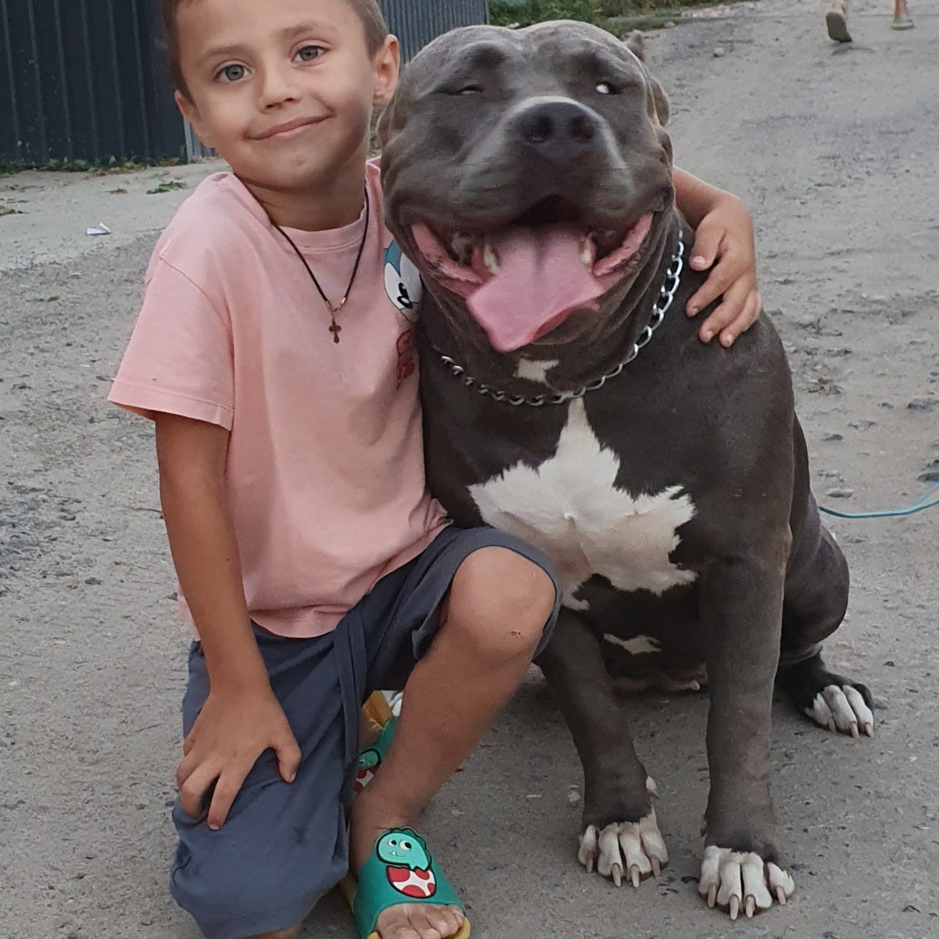 Американские булли XL в г. Калининград. Питомник Great Bully UNIVERSE