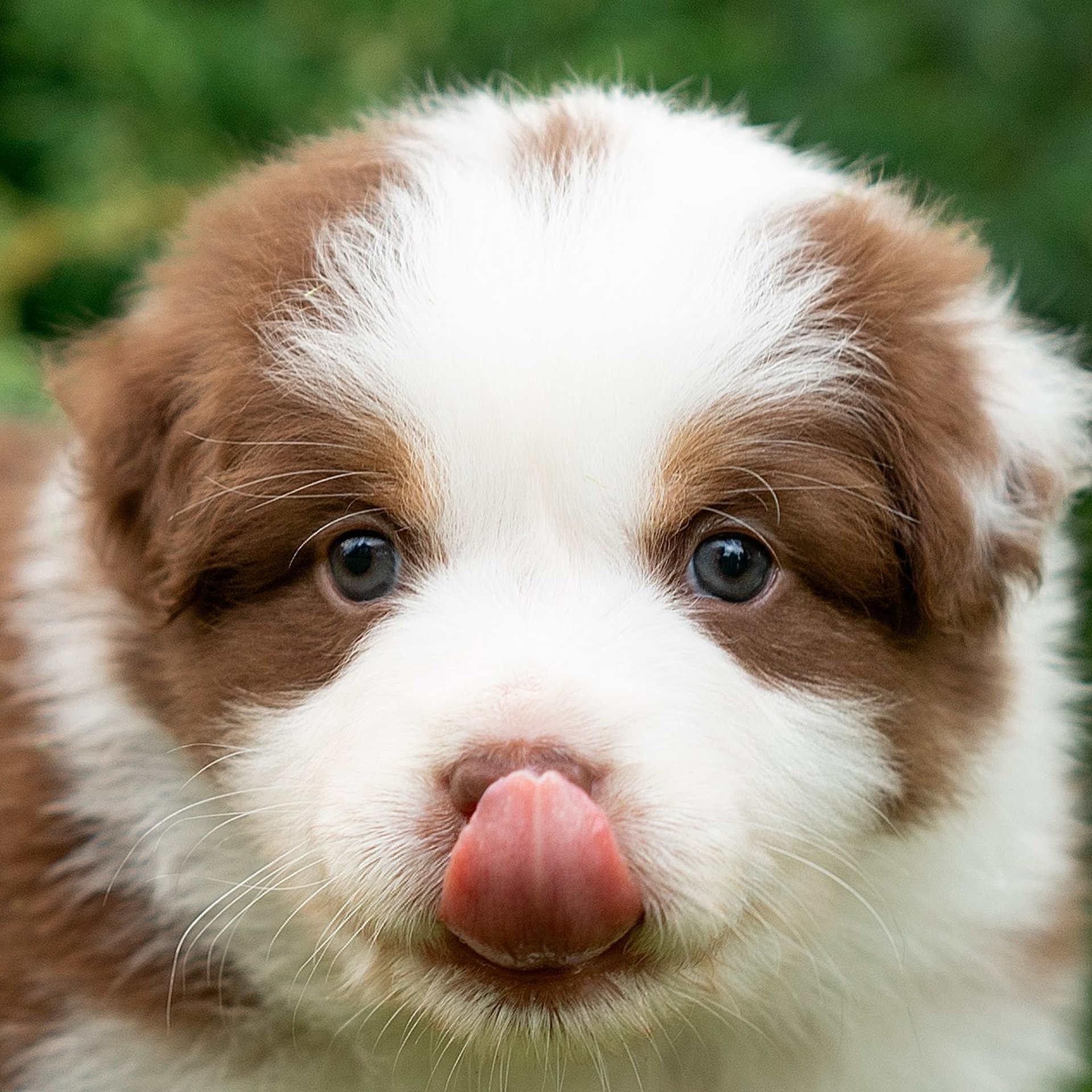 Заводчик Елизавета Степанова